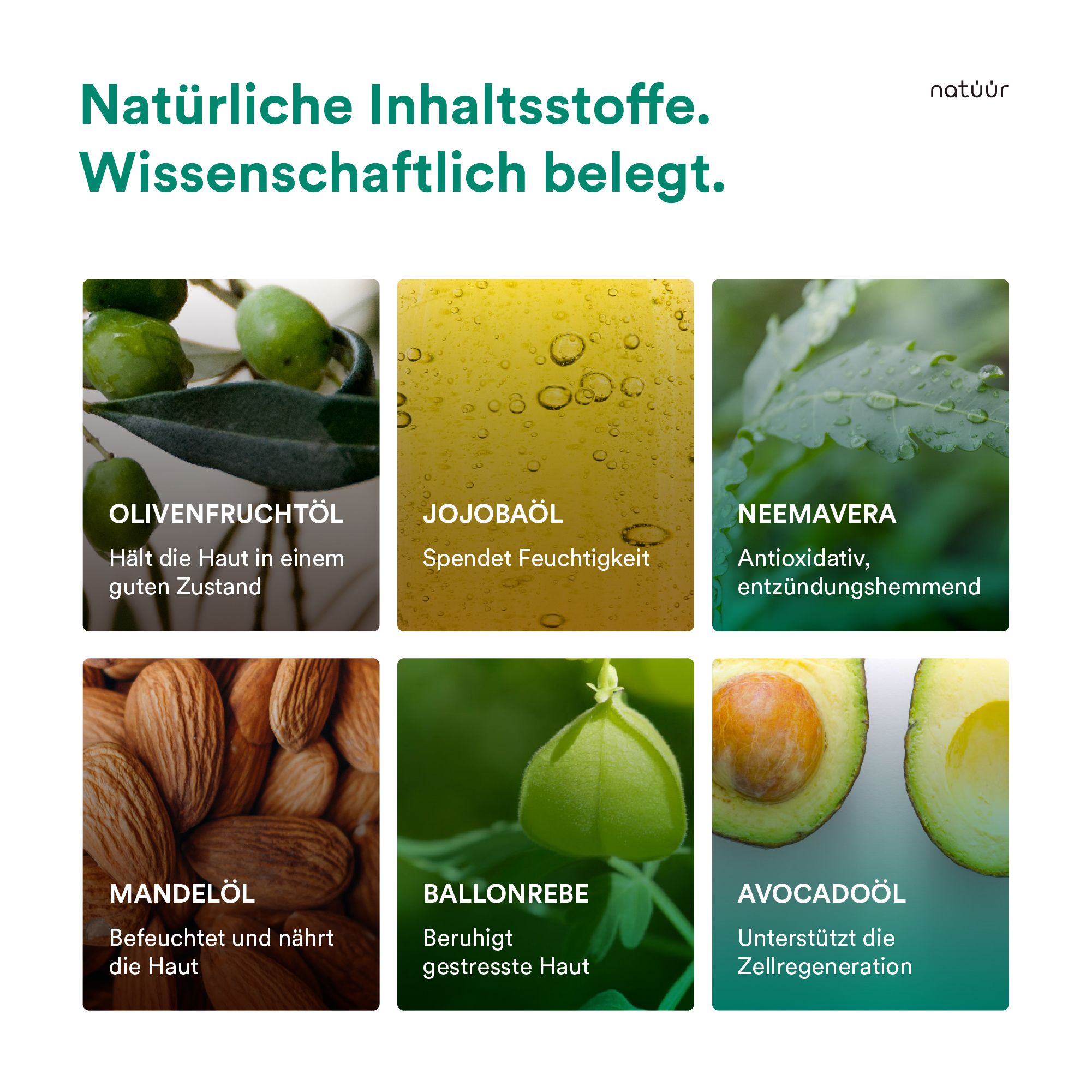 Infografik mit Inhaltsstoffen von natüür Scalp Oil. Olivenfruchtöl, Jojobaöl, Neem, Mandelöl, Ballonrebe, Avocadoöl.