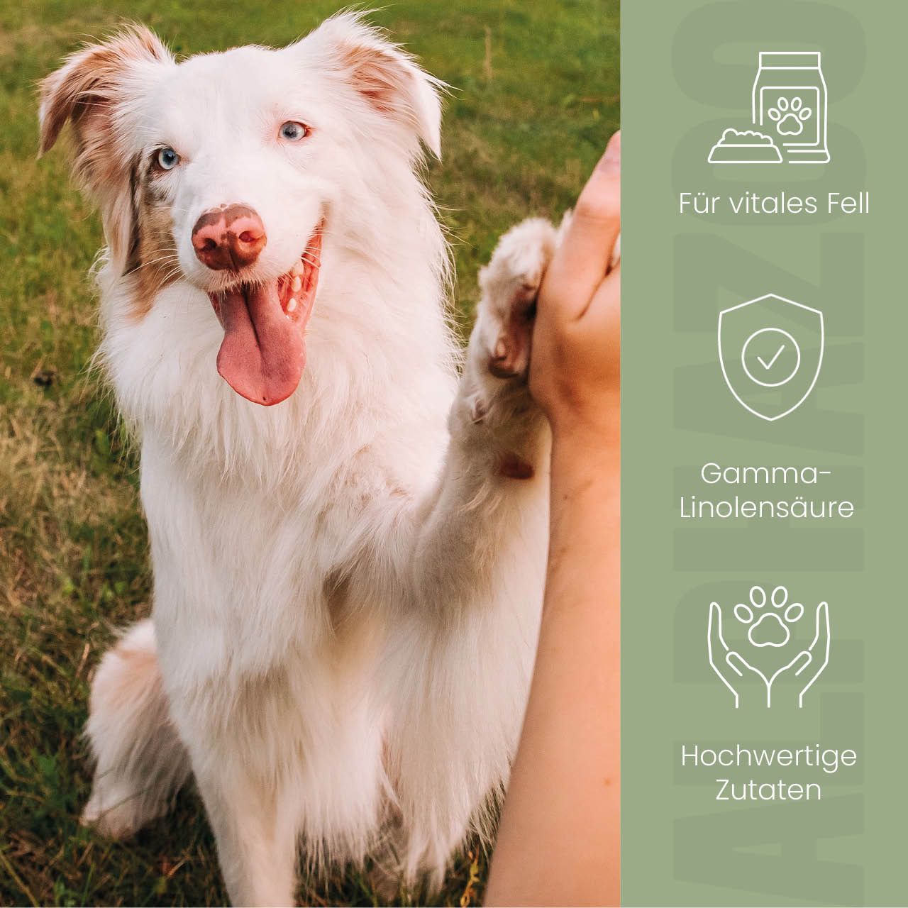Hund gibt High Five. Text: Für vitales Fell, Gamma-Linolensäure, hochwertige Zutaten. Illustrationen.