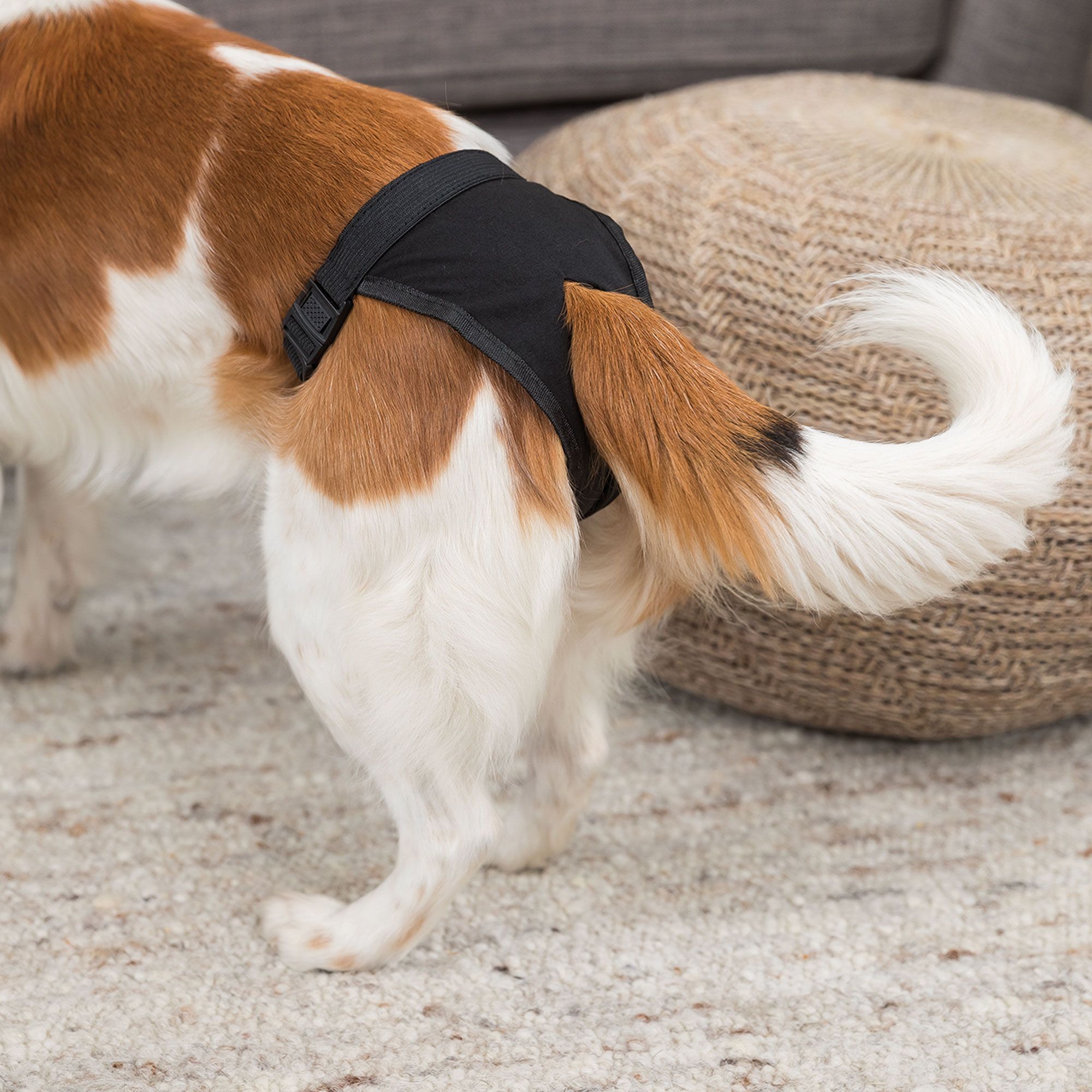 Hund mit schwarzem Schutzhöschen. Das Höschen bedeckt den hinteren Bereich. Der Hund steht auf einem Teppich.