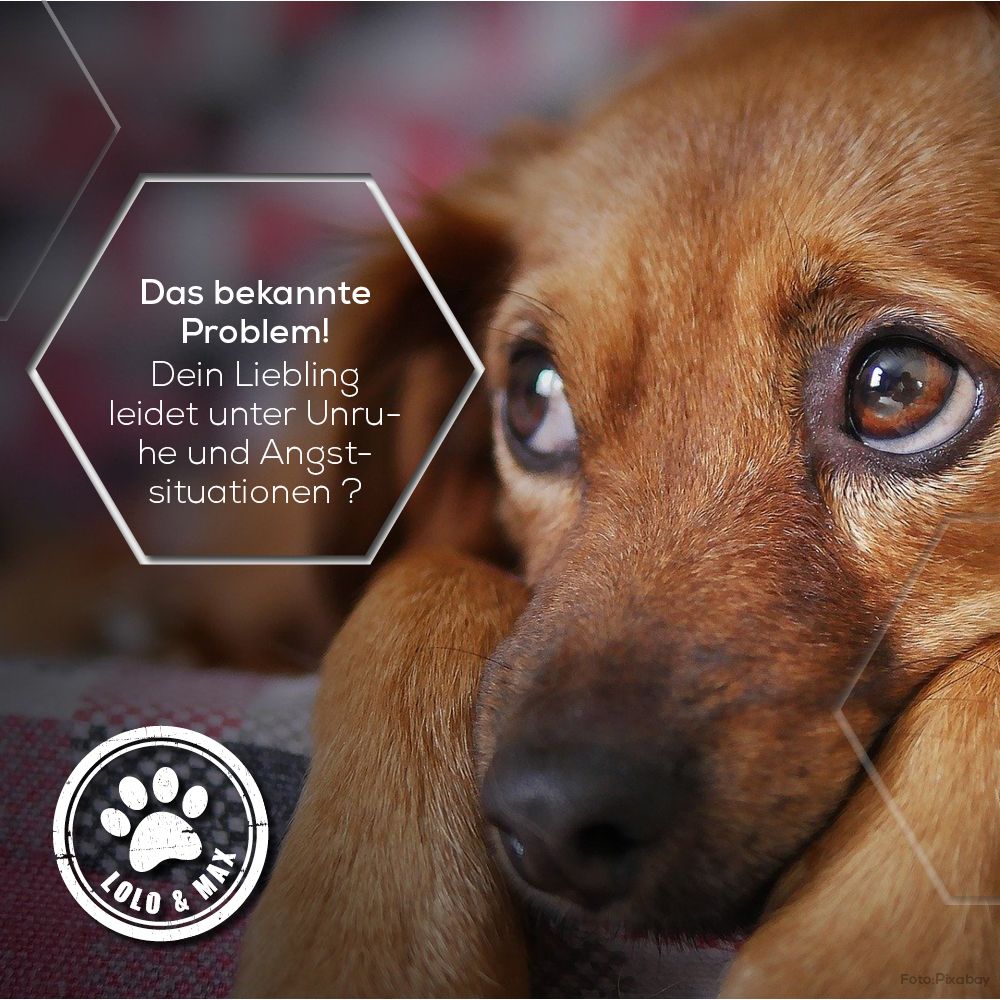 Ein brauner Hund mit traurigem Blick. Text: Dein Liebling leidet unter Unruhe und Angstsituationen? Logo: Lolo & Max mit Pfote.