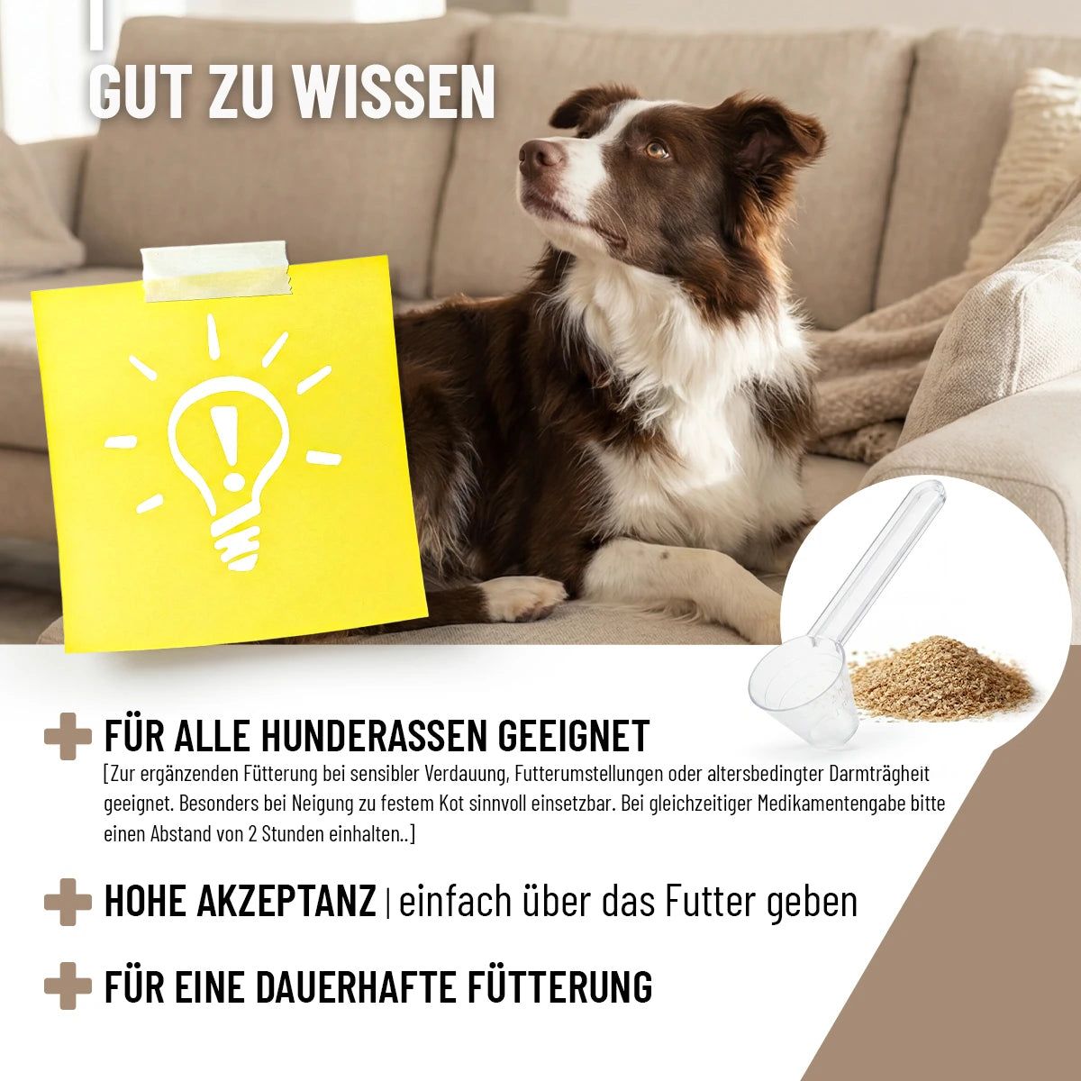 Hund auf Sofa. Zettel mit Glühbirne. Text: Gut zu wissen, geeignet für alle Hunderassen, hohe Akzeptanz, für dauerhafte Fütterung. Löffel und Pulver.