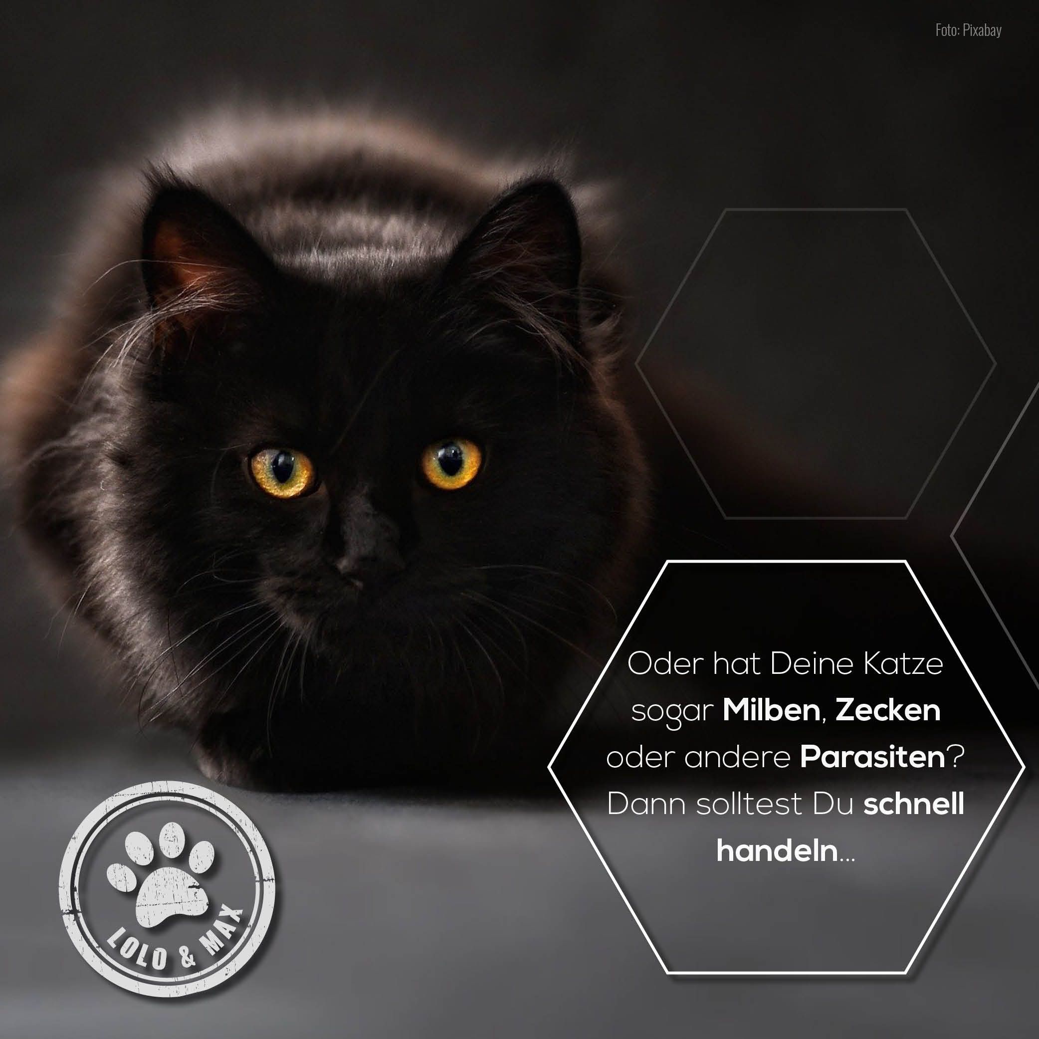 Schwarze Katze mit gelben Augen. Text: "Oder hat Deine Katze sogar Milben, Zecken oder andere Parasiten?" Logo: Lolo & Max.
