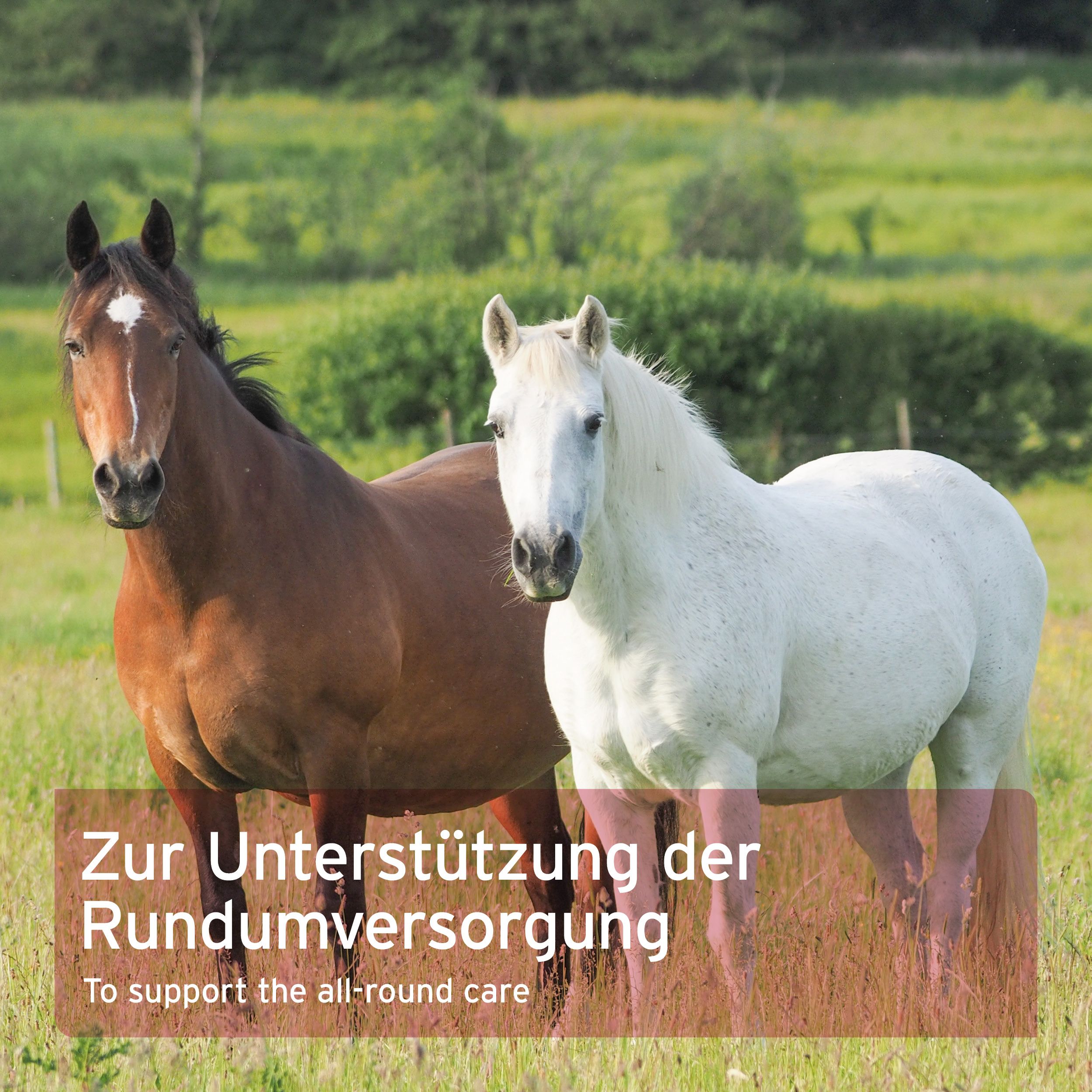 Zwei Pferde auf einer Wiese. Text: Zur Unterstützung der Rundumversorgung.