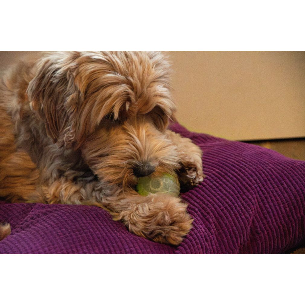 Hund mit rosa und transparenter Kugel auf lila Kissen. Der Hund beißt in die Kugel.