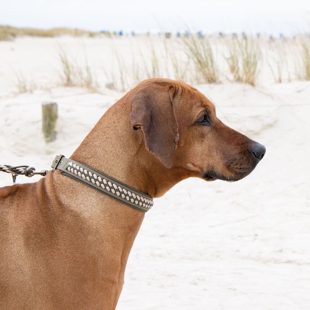 Hund mit grünem Halsband und geflochtenem Detail. Strandhintergrund. Halsband mit Metallverschluss.