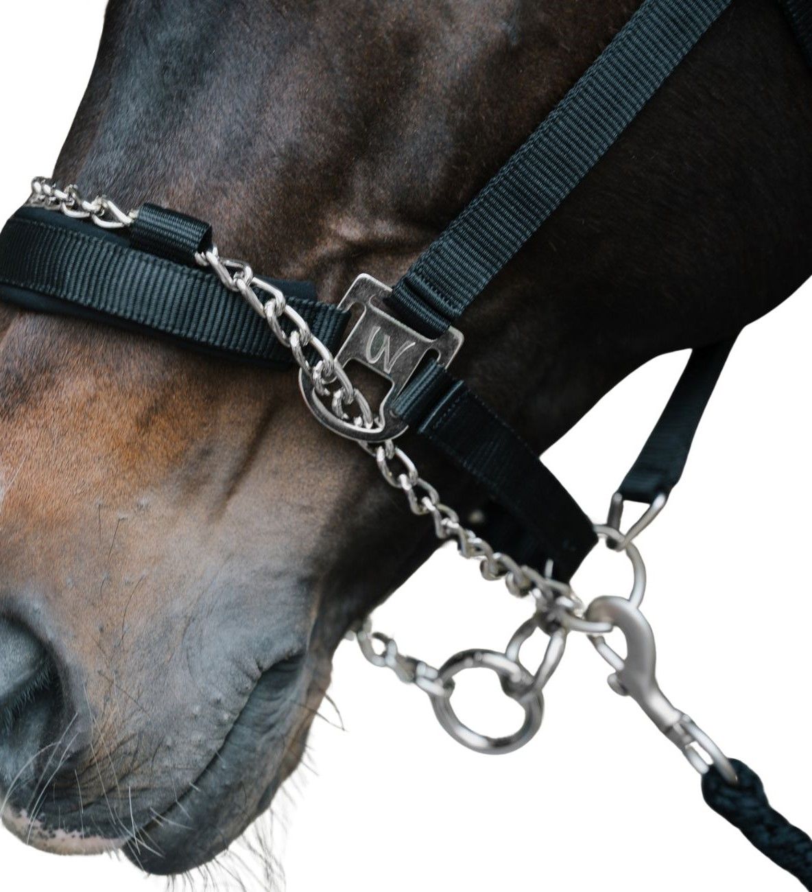 Nahaufnahme des schwarzen Hengsthalfters. Kette, Metallbeschläge und Markenlogo. Detailansicht.