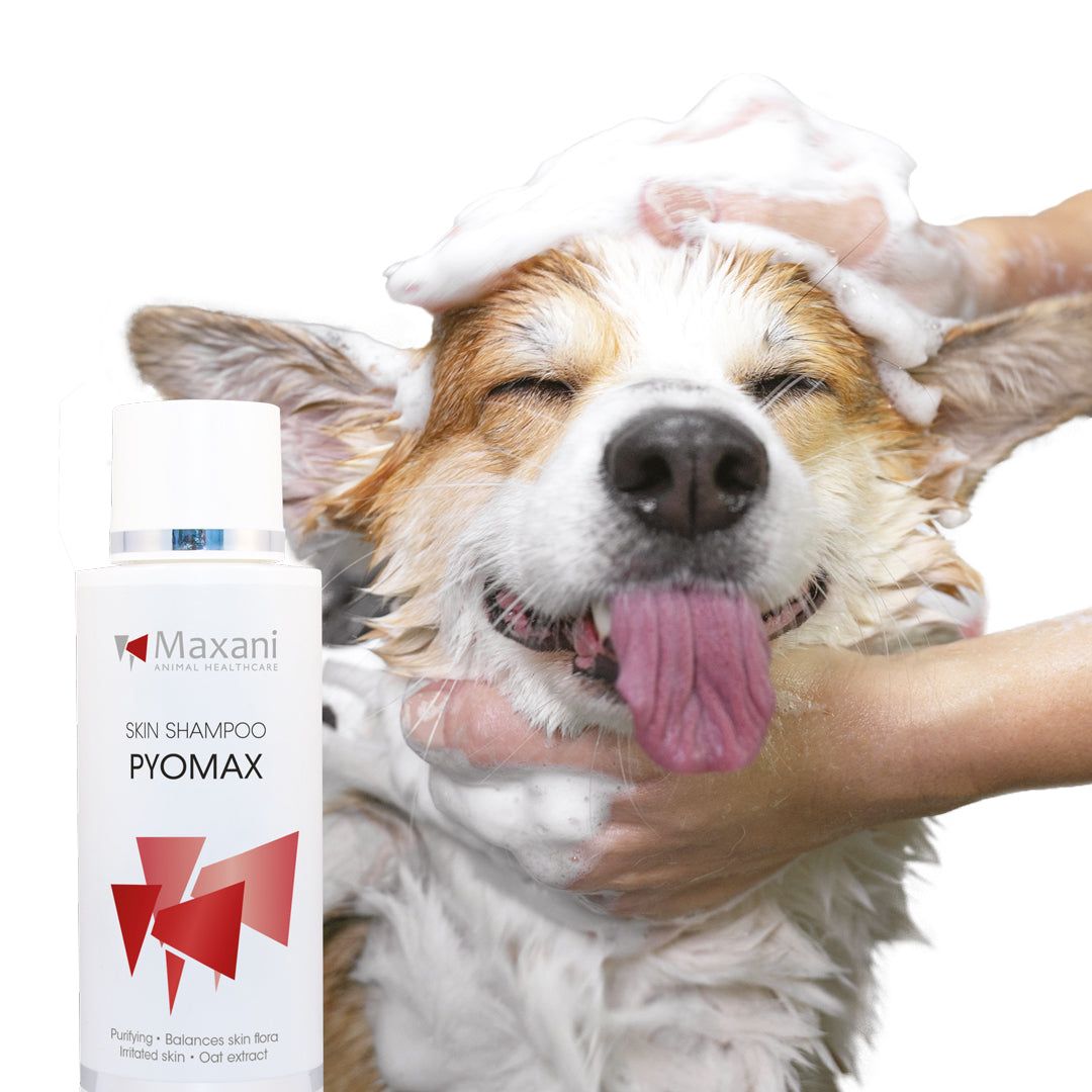Weißes Shampoo-Fläschchen mit roter Grafik und Text. Ein Hund wird mit Schaum gewaschen. Der Hund hat die Zunge draußen.