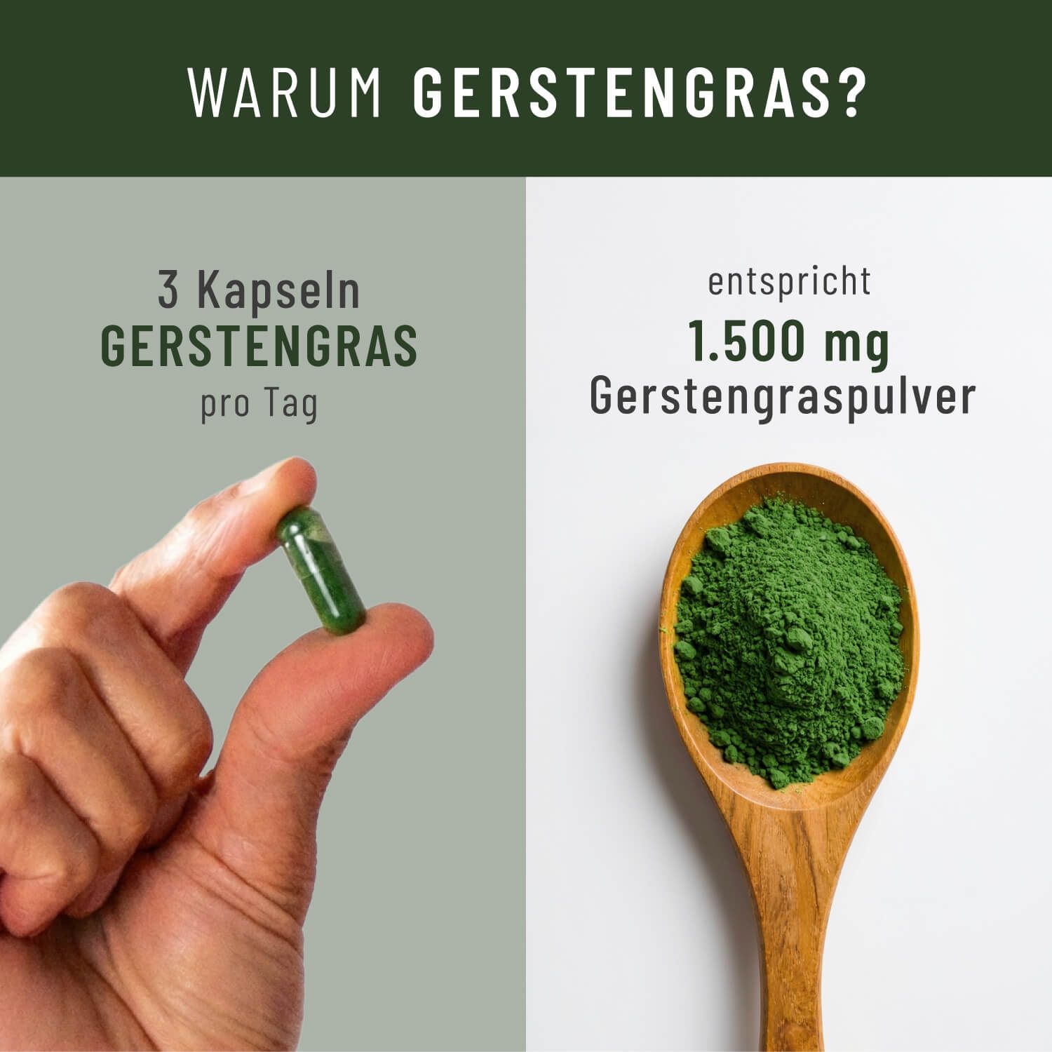 Hand hält eine Gerstengras-Kapsel neben einem Löffel mit Gerstengraspulver.