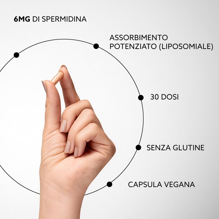 Hand hält Kapsel. Diagramm mit Informationen: 6mg Spermidin, verbesserte Absorption, 30 Portionen, glutenfrei, vegane Kapsel.