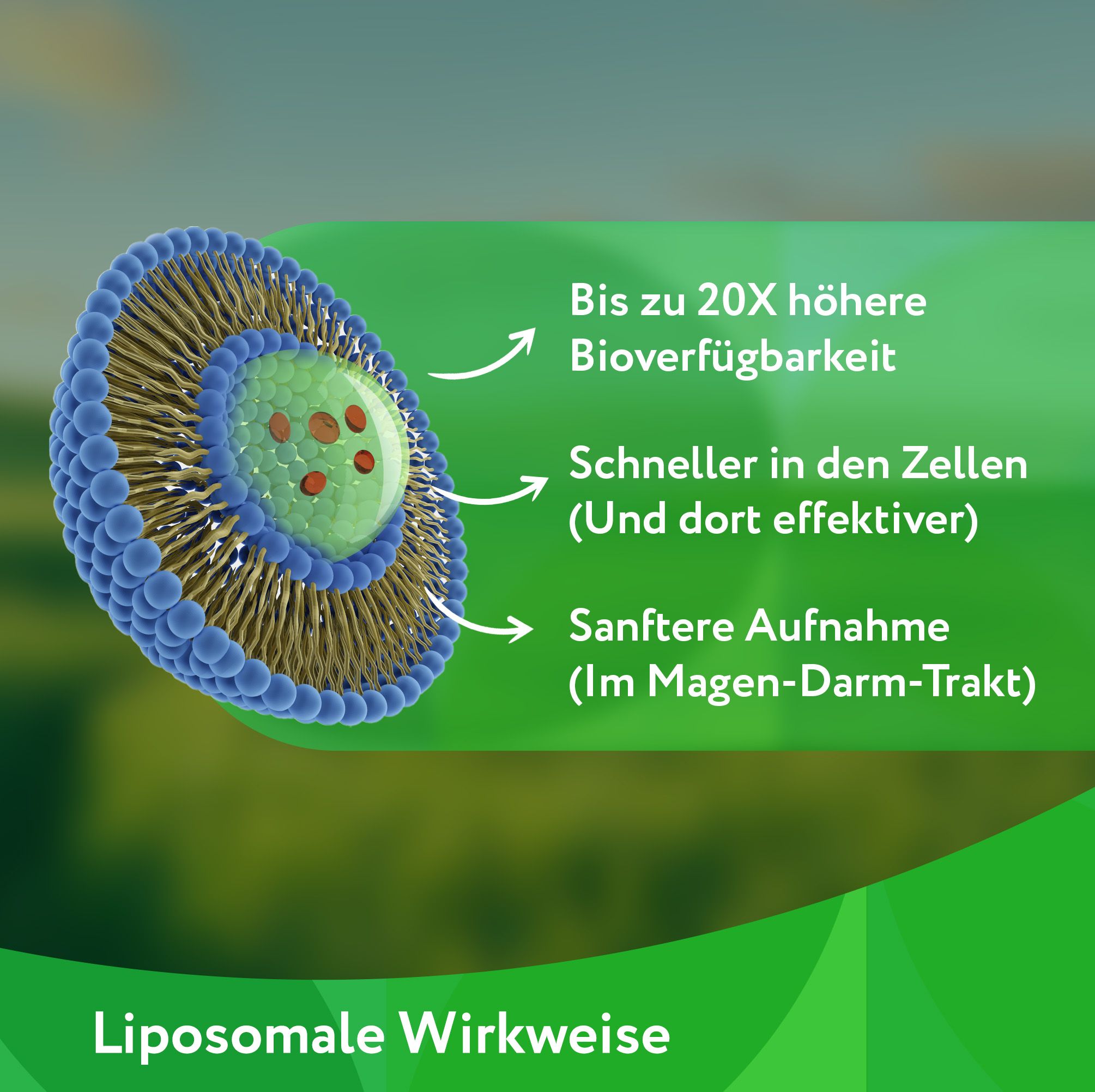 Grafische Darstellung. Liposomale Wirkweise. Text: Bis zu 20x höhere Bioverfügbarkeit, Schneller in den Zellen, Sanftere Aufnahme. Logo: Vitabay.