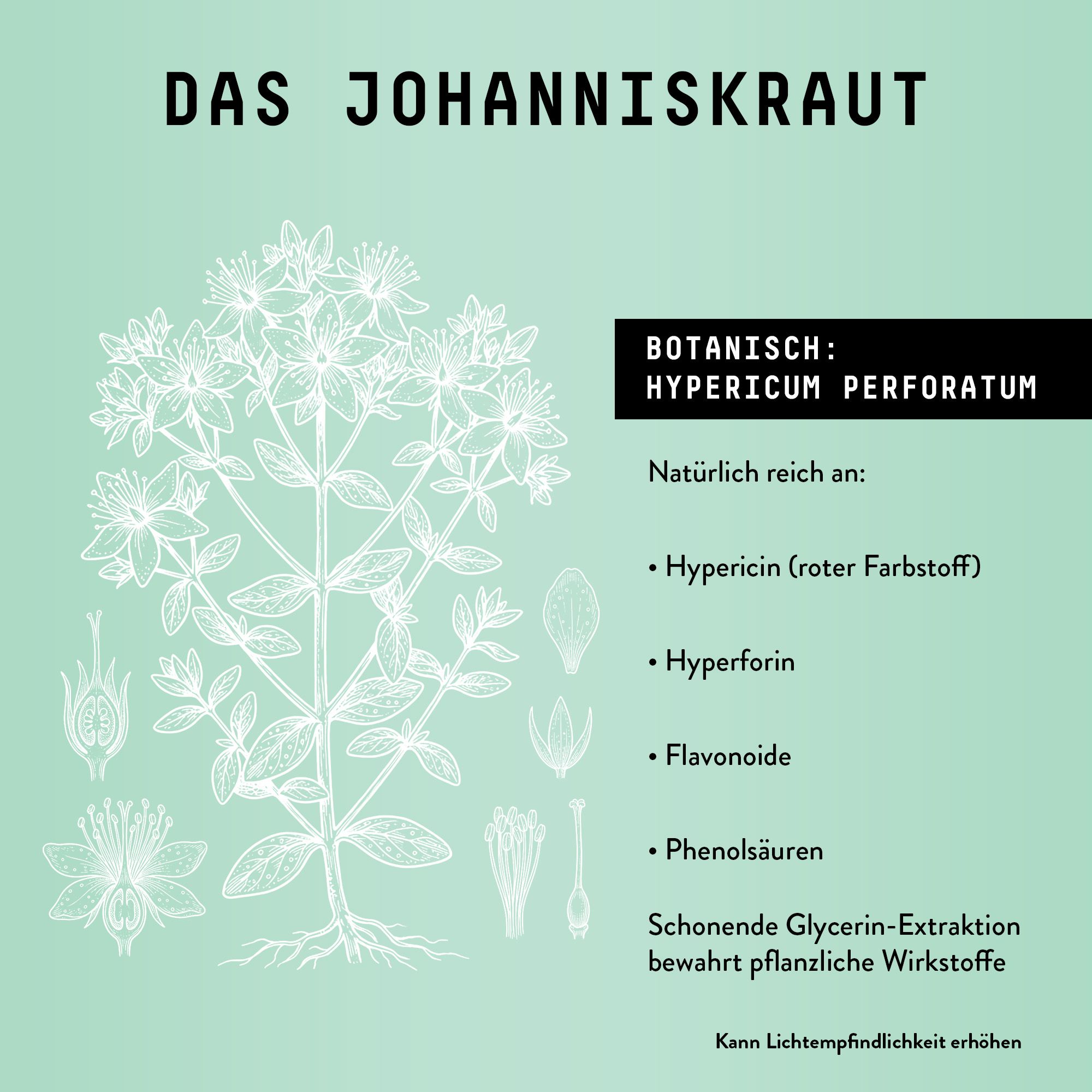 Illustration von Johanniskraut. Text: Botanisch: Hypericum perforatum. Reich an Hypericin, Hyperforin, Flavonoide.
