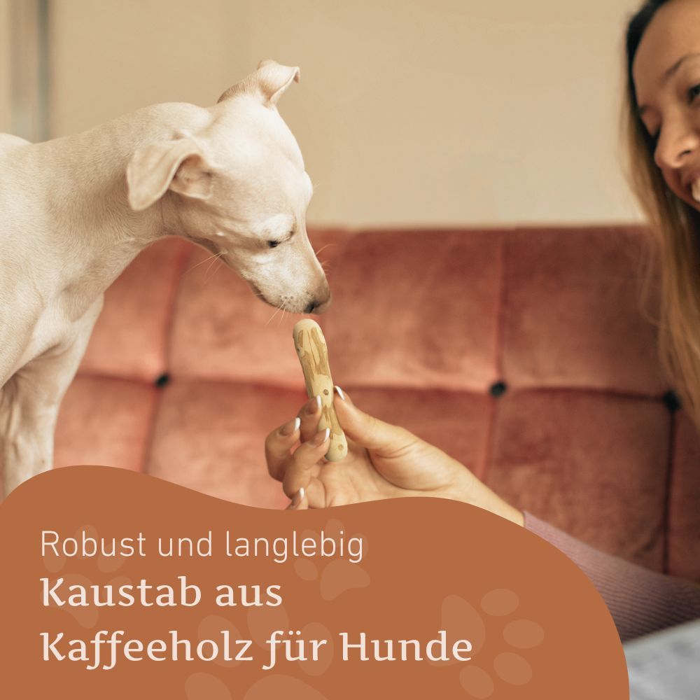 Hund erhält Kaffeeholz-Kaustab. Text: Robust und langlebig, Kaustab aus Kaffeeholz für Hunde.