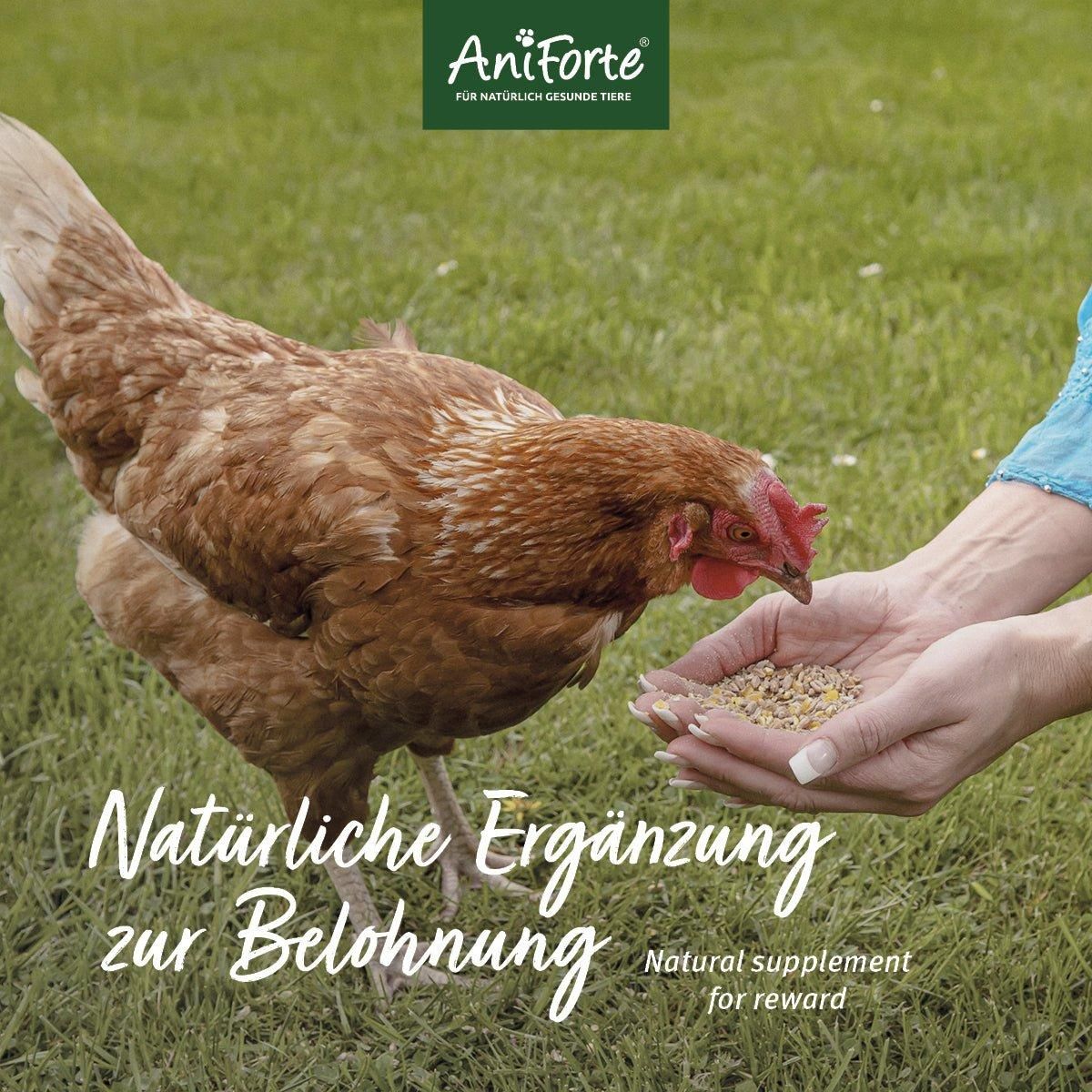 Huhn wird von Händen gefüttert. Text: 'Natürliche Ergänzung zur Belohnung'. Logo: AniForte.