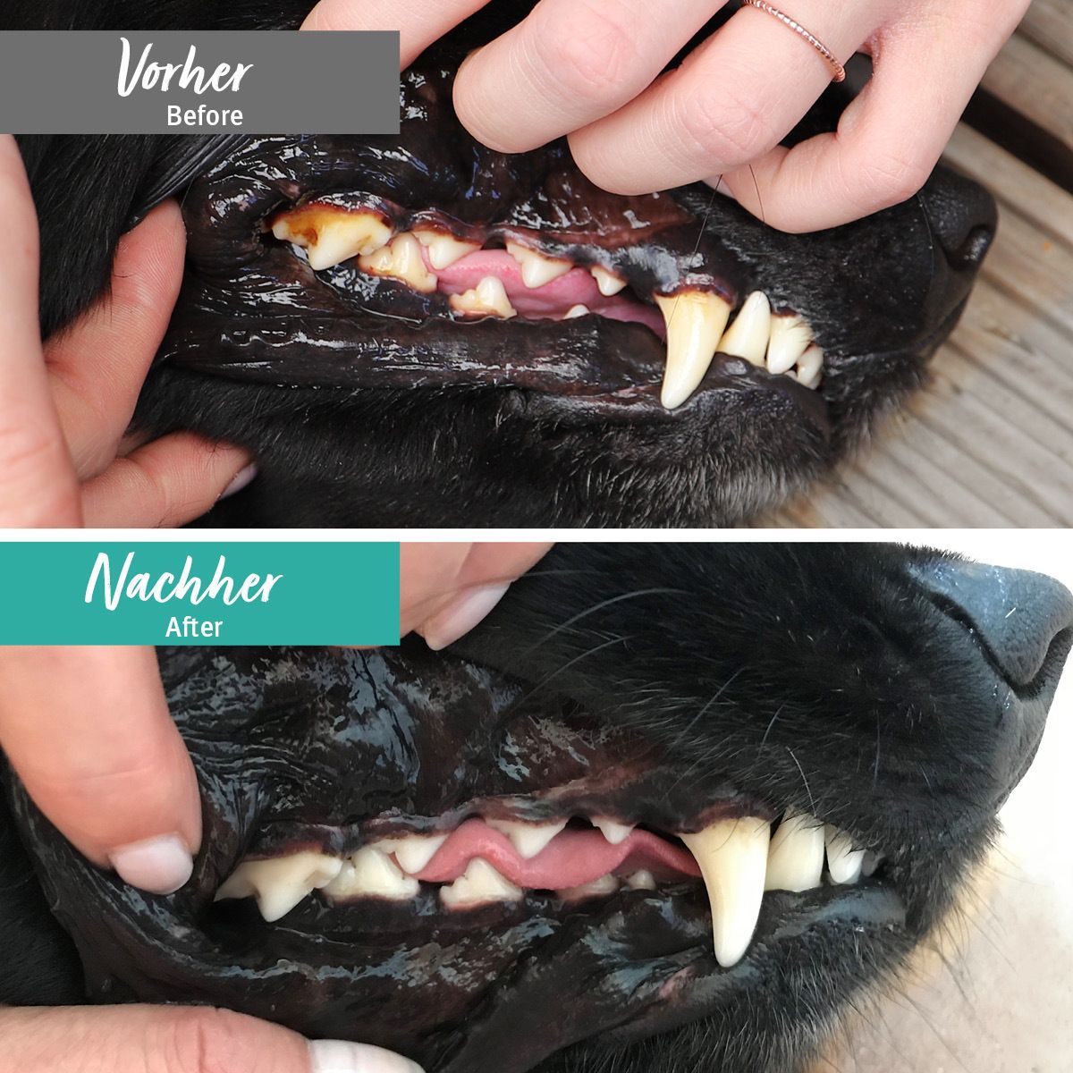 Hundegebiss vor und nach der Behandlung: Zahnstein und Verfärbungen sind reduziert.