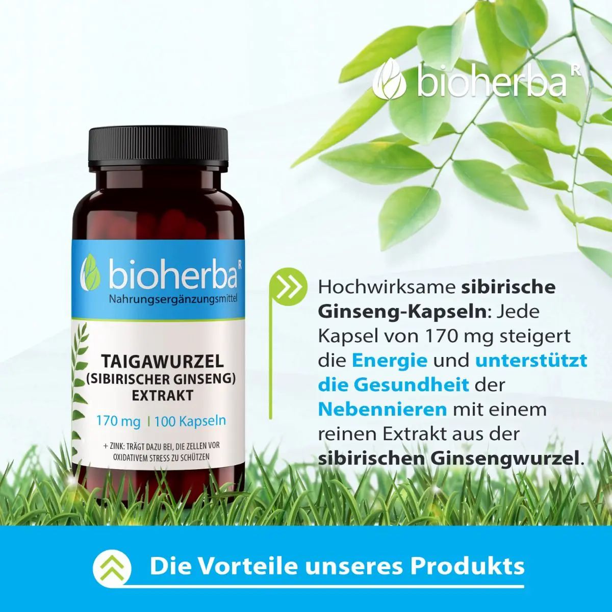 Braune Flasche mit schwarzen Deckel. Aufkleber mit Produktinformationen: Taigawurzel Extrakt, 170 mg, 100 Kapseln. Marke: Bioherba. Text: Vorteile unseres Produkts.