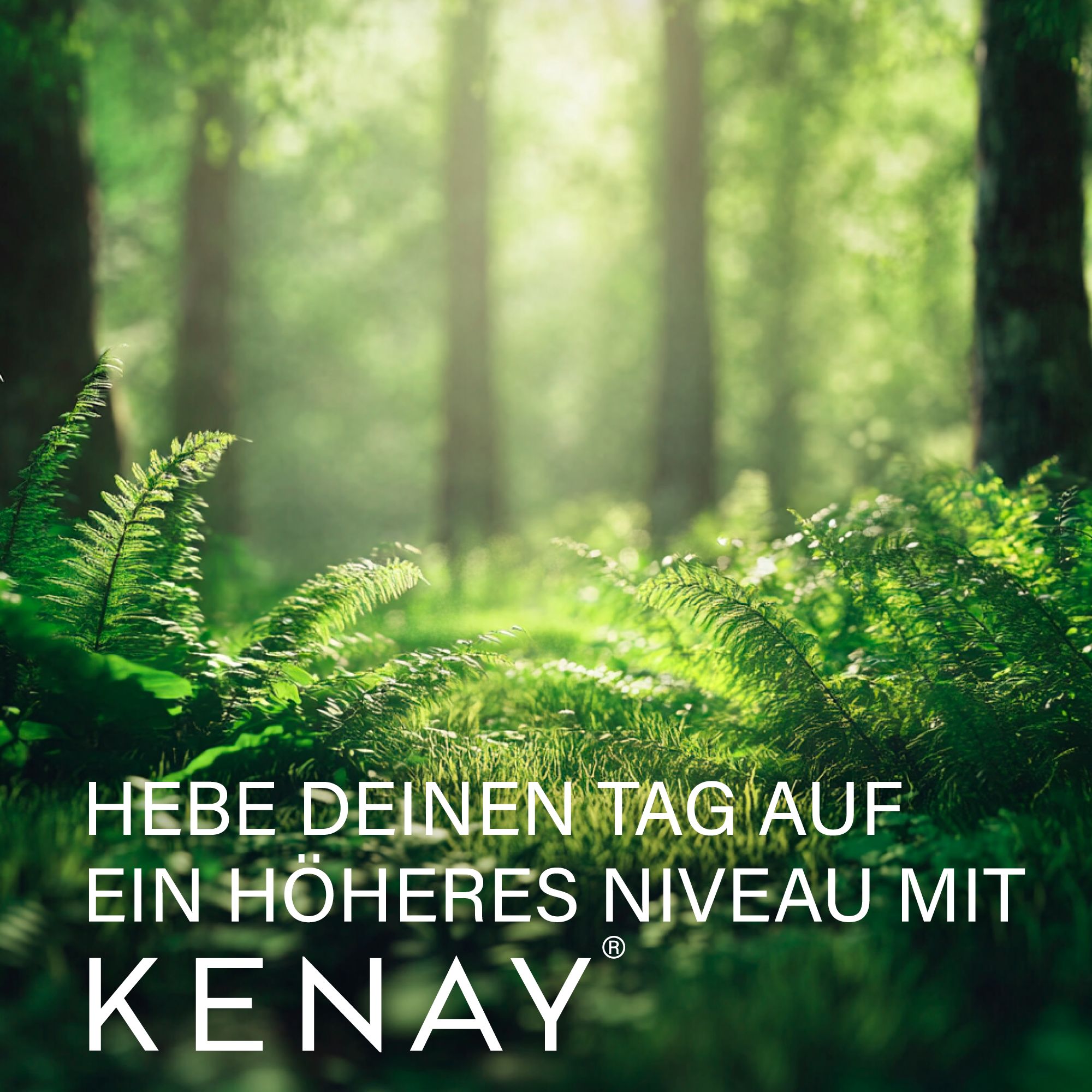 Waldszene mit Sonnenlicht. Text: Hebe deinen Tag auf ein höheres Niveau mit KENAY.