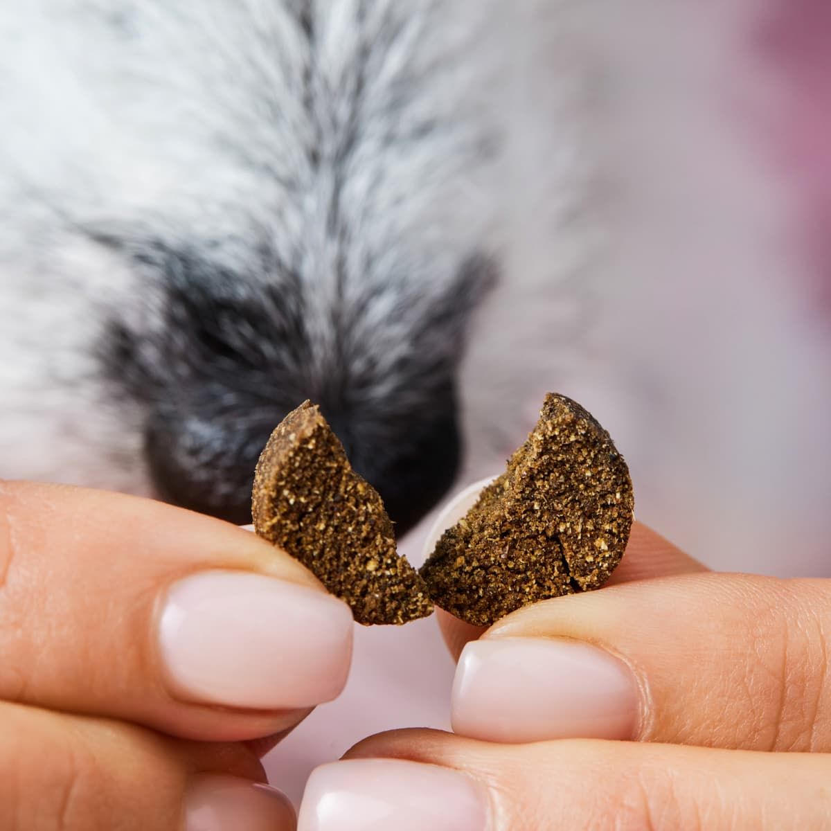Hände halten einen Drops, der zerbrochen ist. Rosa Hintergrund.