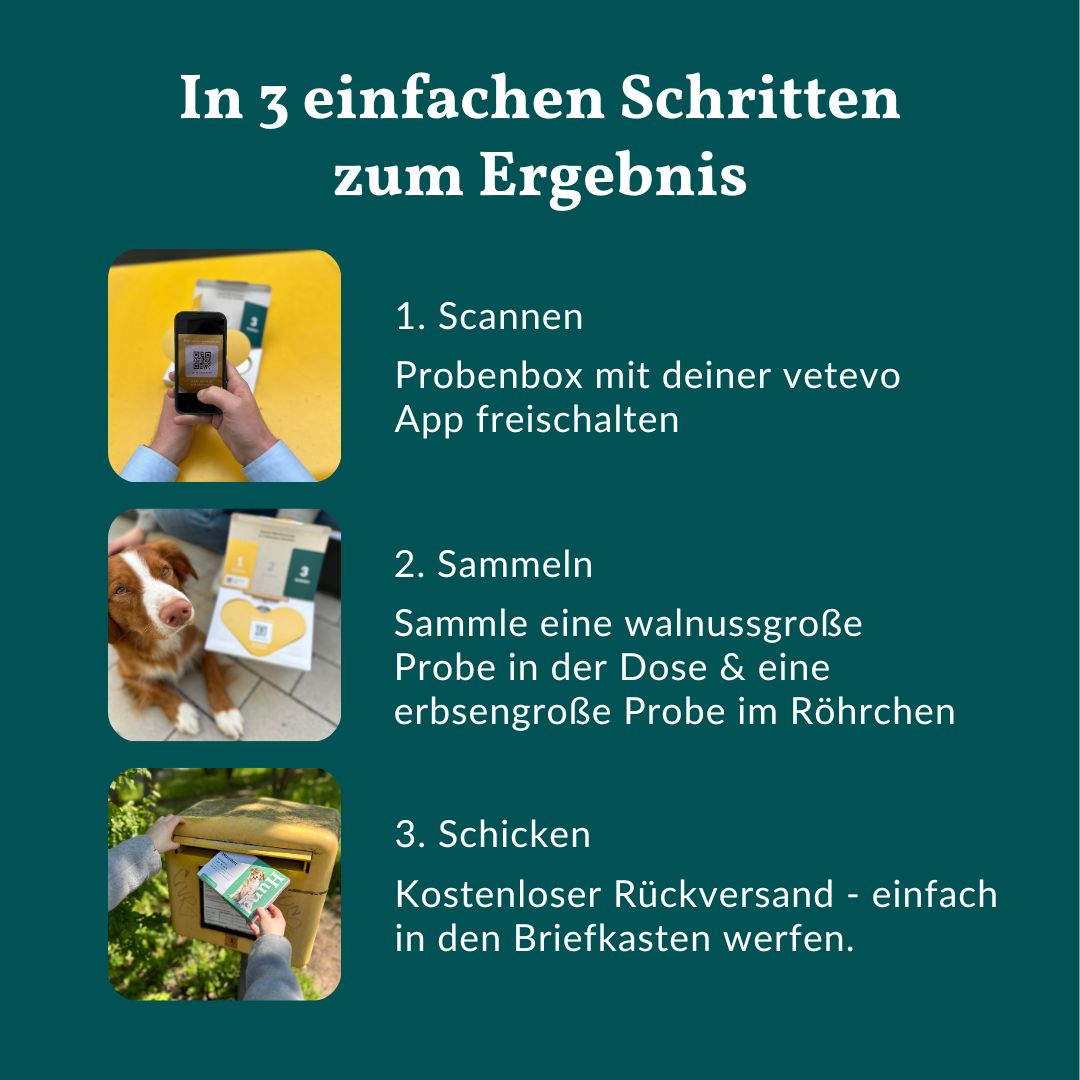 Grafik: 3 Schritte zum Ergebnis. 1. Scannen. 2. Sammeln. 3. Schicken. Kostenloser Rückversand. Abbildung eines Hundes und einer Post.