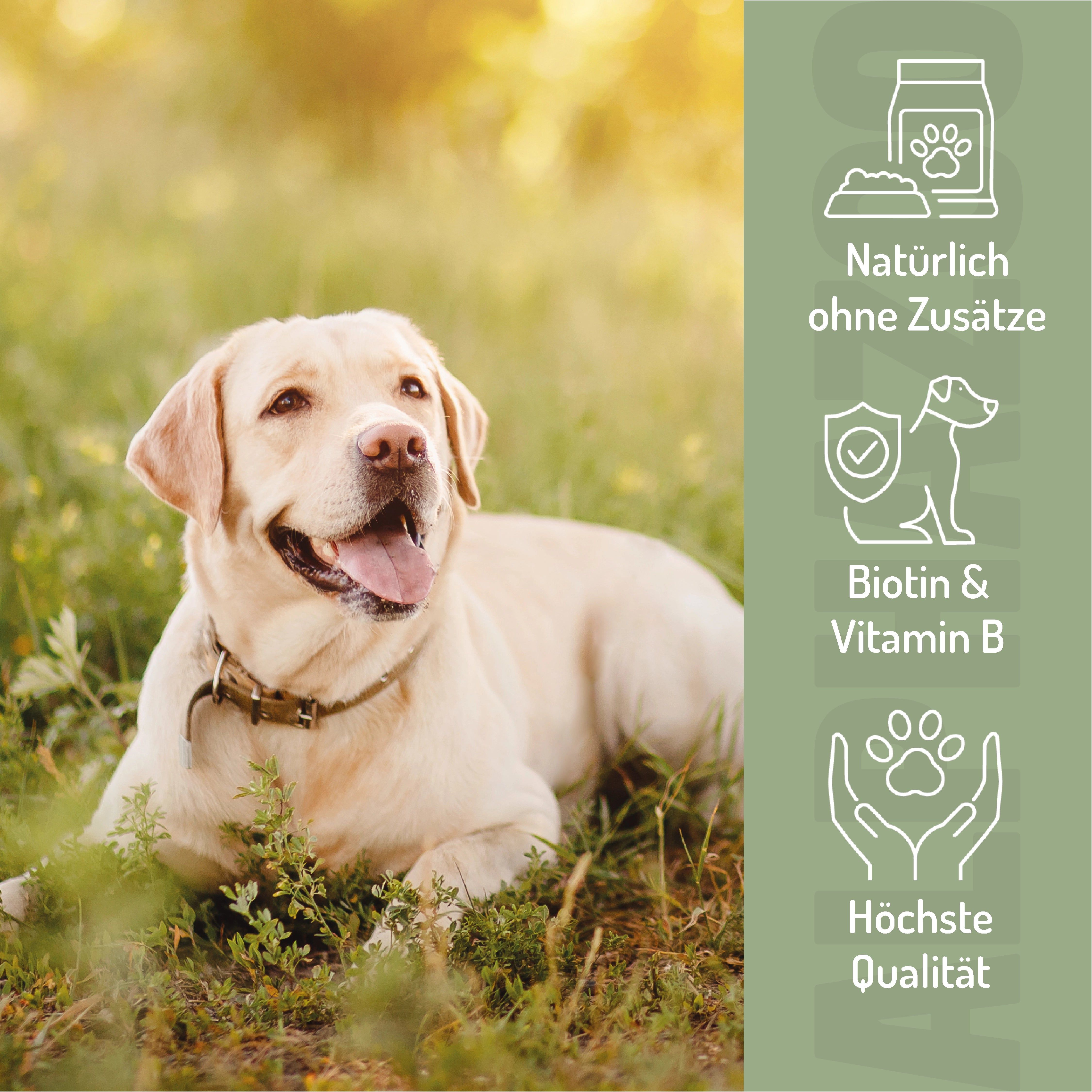 Gelber Hund liegt im Gras. Text: Natürliche Inhaltsstoffe ohne Zusätze. Biotin & Vitamin B. Höchste Qualität.