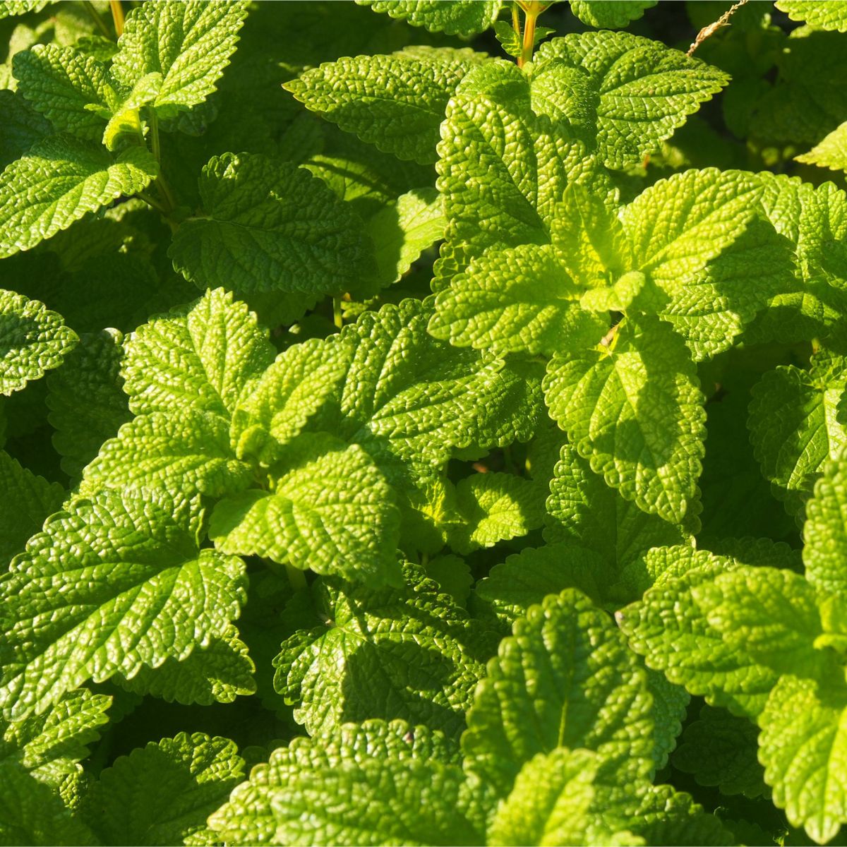 Nahaufnahme von grünen Minzblättern. Blätter mit deutlichen Adern, sonnige Beleuchtung.