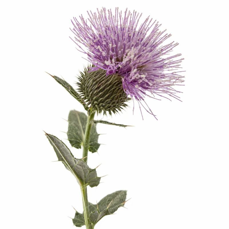 Nahaufnahme einer Distelblüte mit lila Blüten und grünen Blättern und Stiel. Hintergrund weiß.