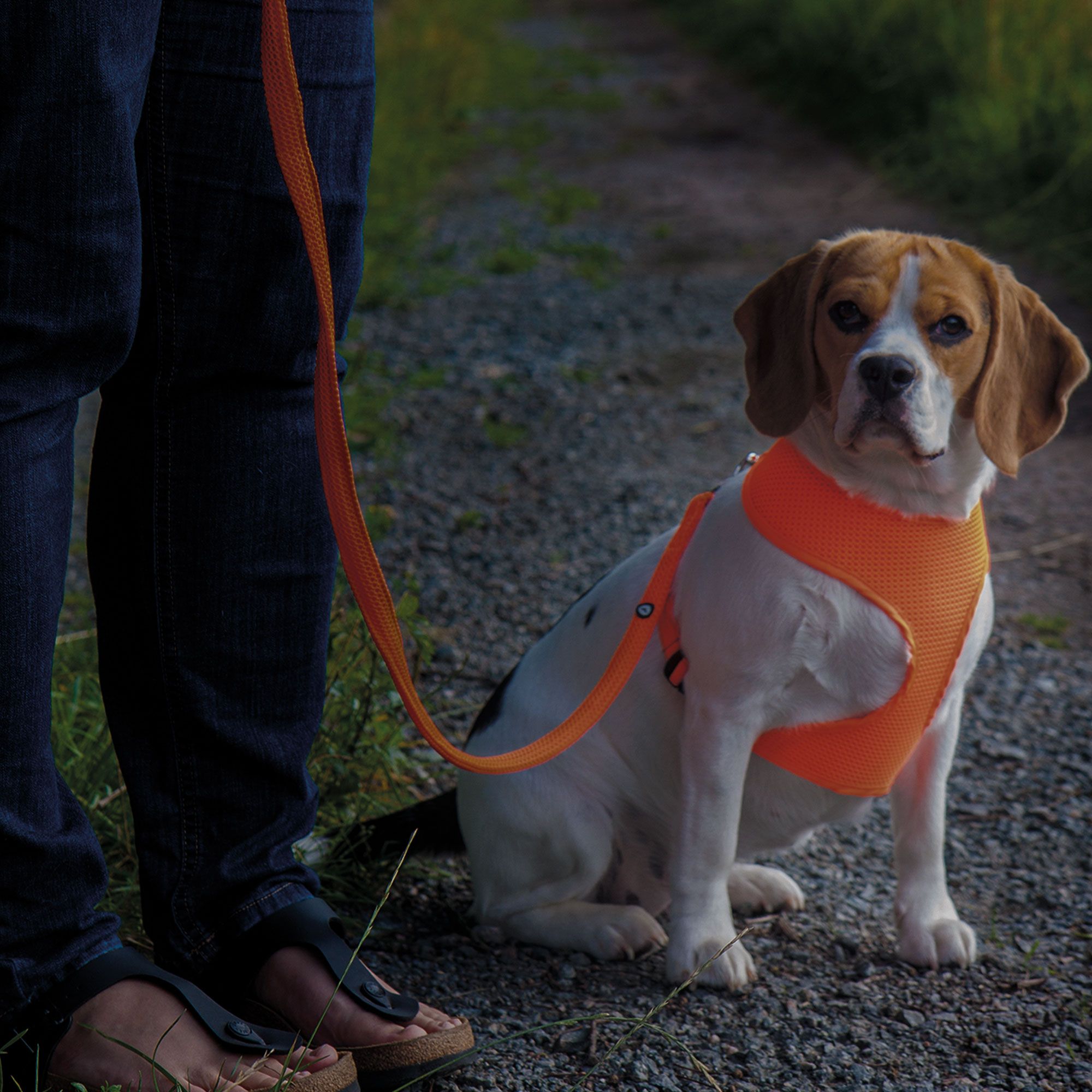 Mesh-Original Leichtgeschirr - leichtes neonfarbiges Hundegeschirr