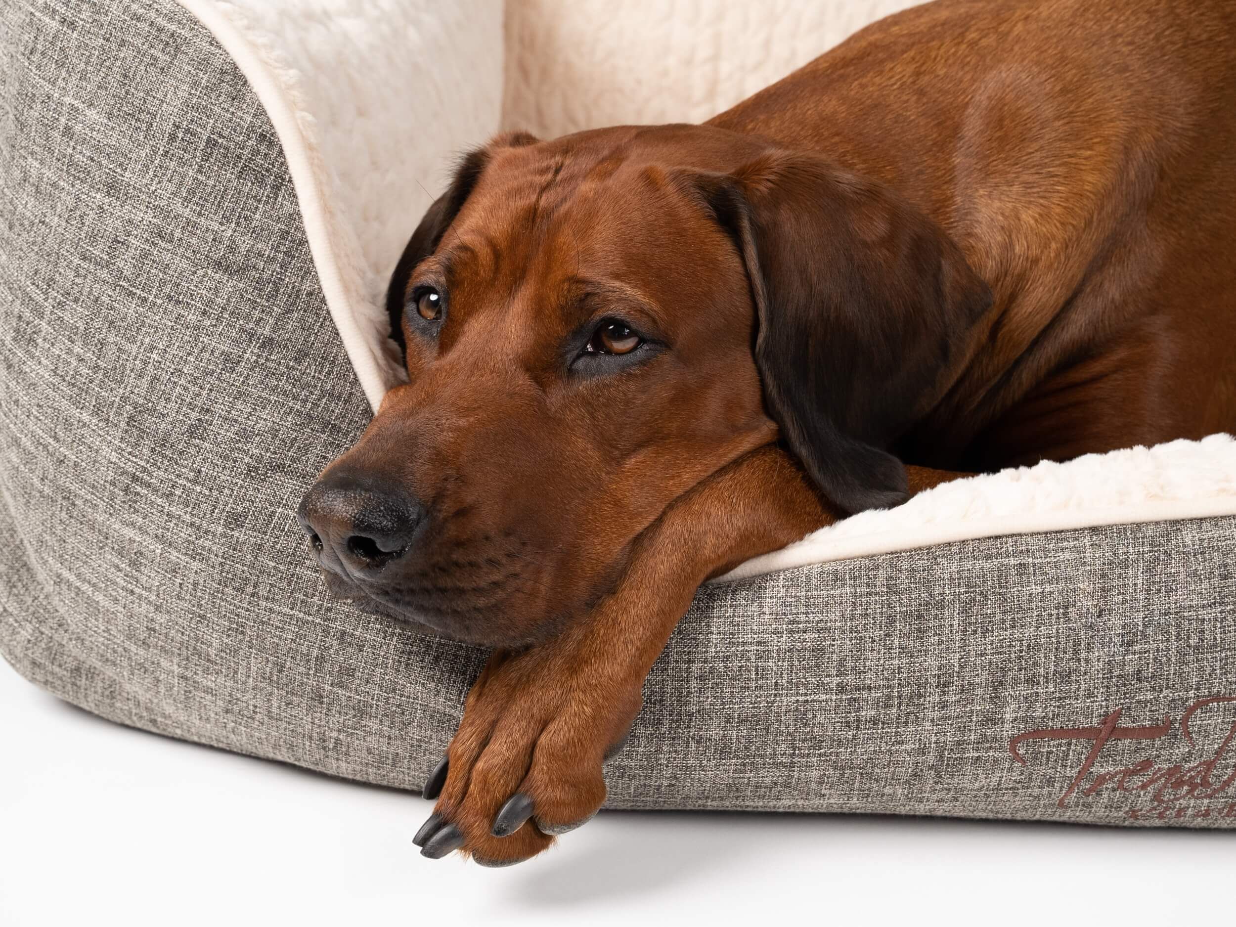 Nahaufnahme eines Hundes in einem orthopädischen Hundebett. Graues Bett mit beigem Innenfutter.