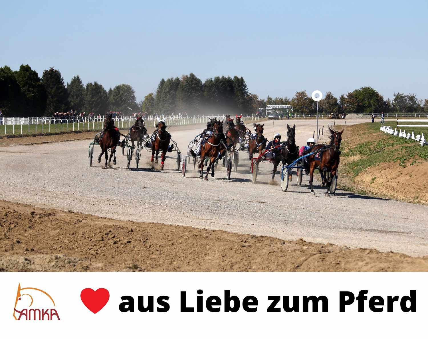 Pferderennen mit AMKA-Logo. Pferde mit Sulkys auf der Rennbahn.