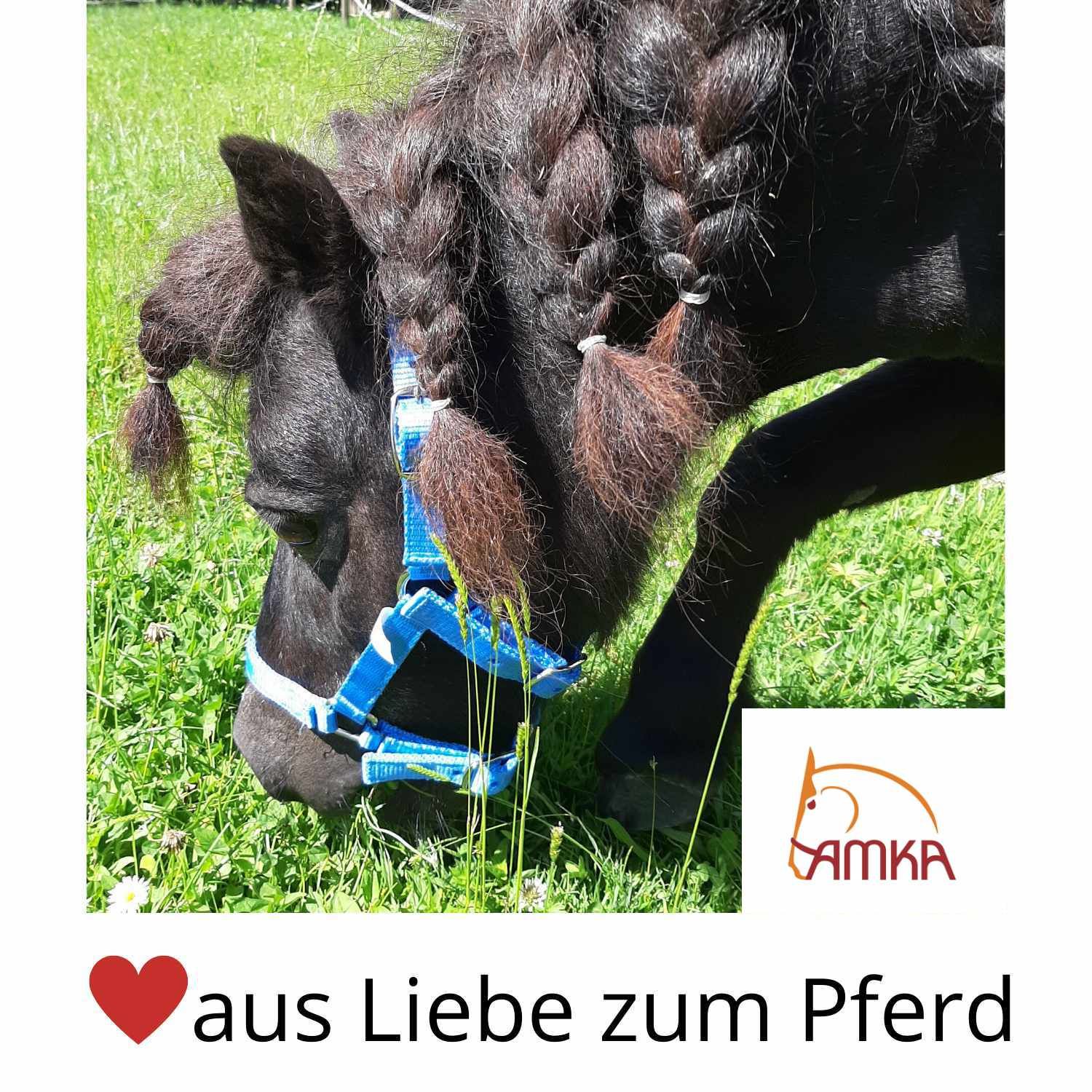 Pferd mit Zöpfen. Blaues Halfter. AMKA-Logo. Text: Aus Liebe zum Pferd.