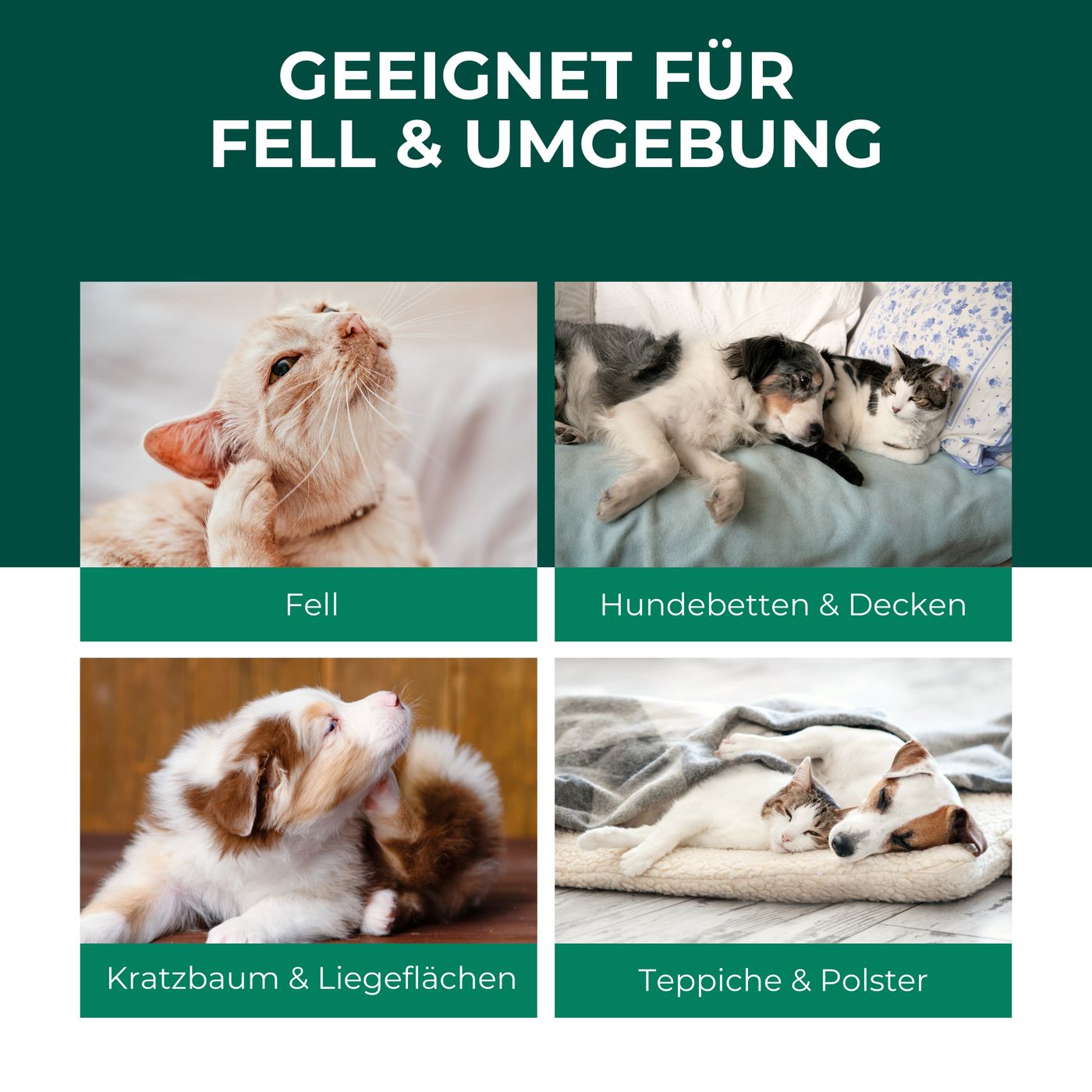 Bilder von Katzen und Hunden, die sich kratzen, auf Hundebetten, Liegeflächen und Teppichen. Text: Geeignet für Fell & Umgebung.