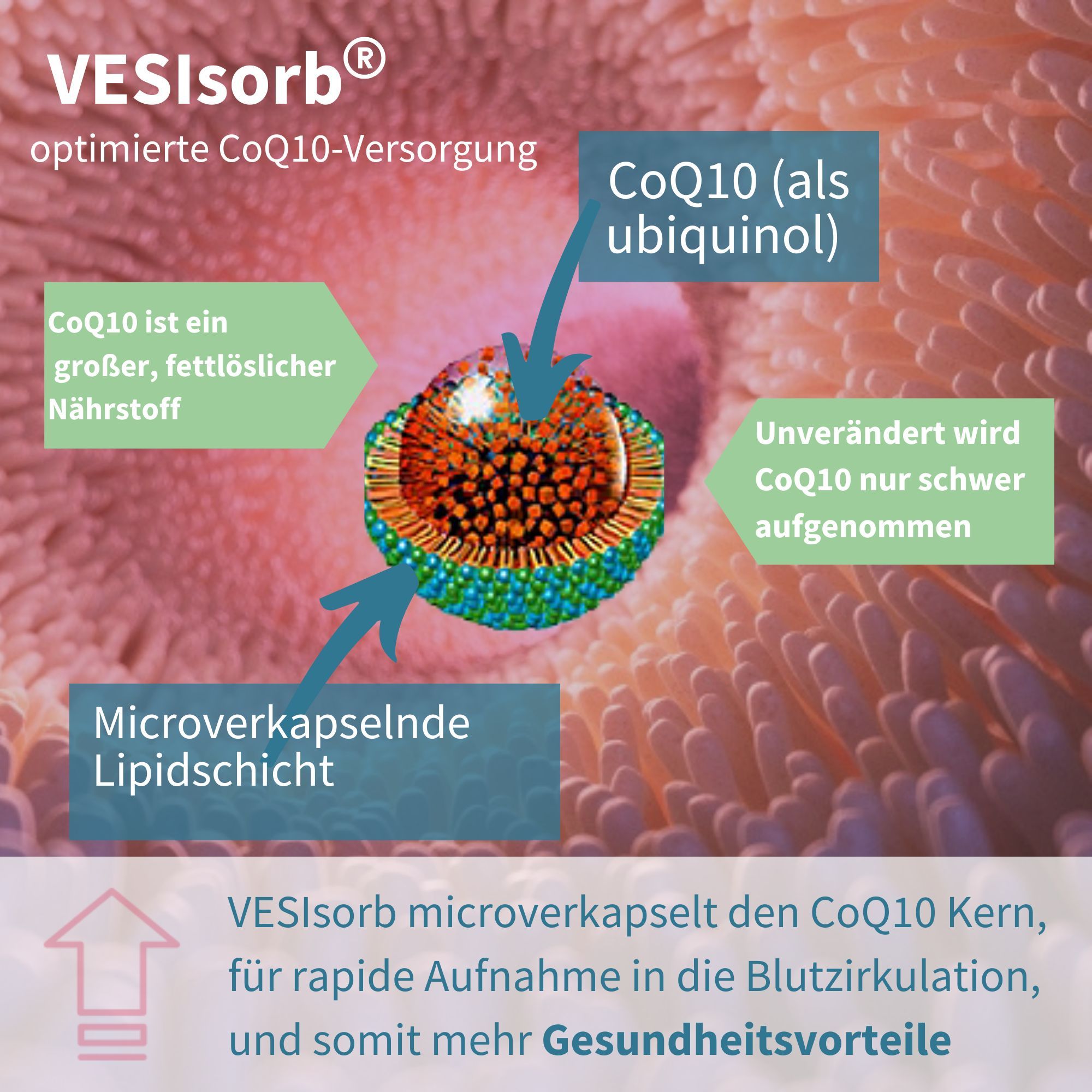 Grafik erklärt VESIsorb Mikrokapselung von CoQ10 für verbesserte Aufnahme.