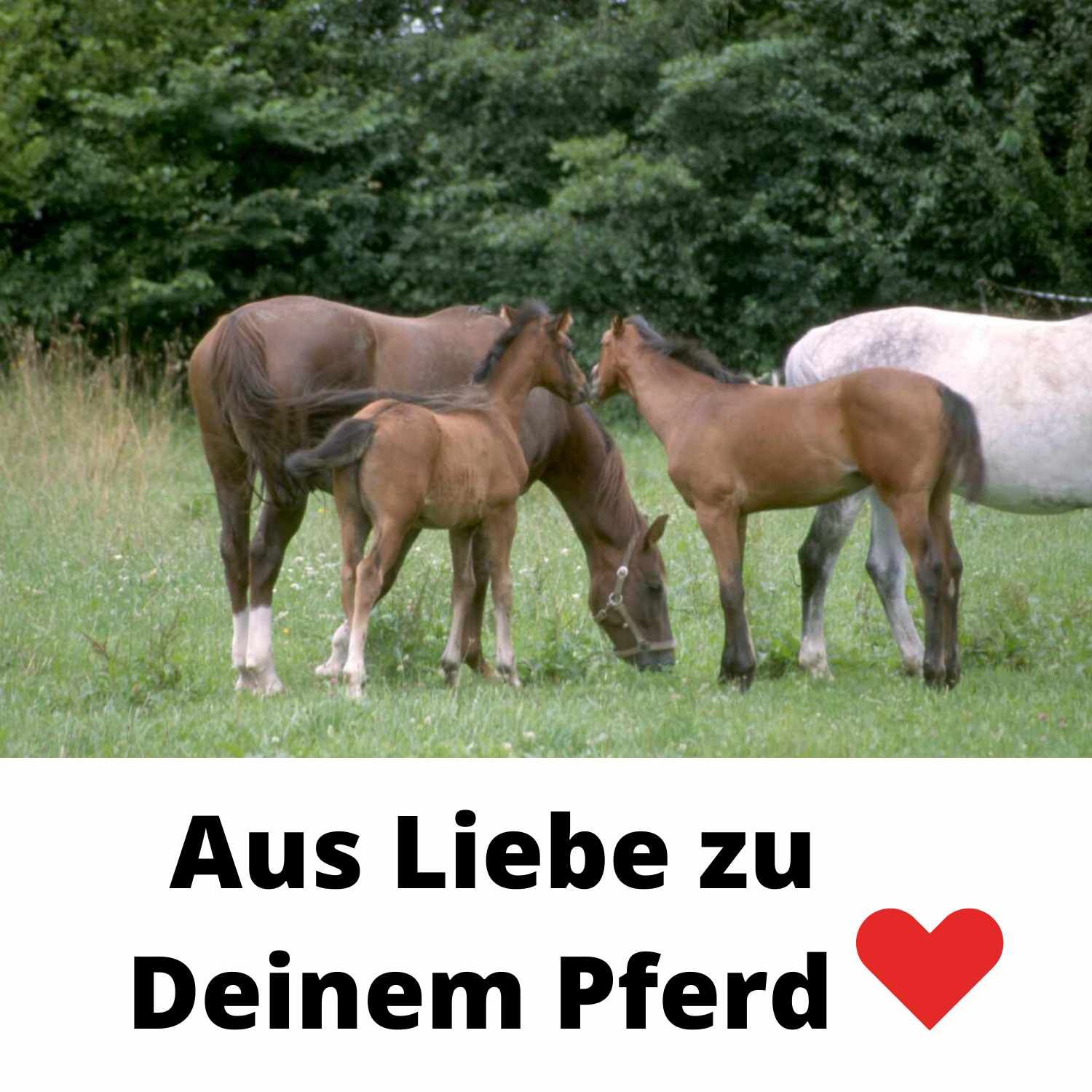 Drei Pferde auf einer Wiese. Text: Aus Liebe zu Deinem Pferd.