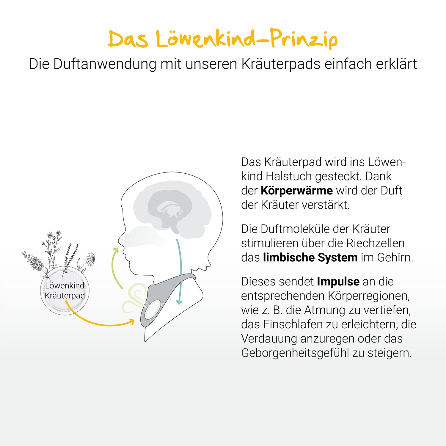 Illustration: Kräuterpad im Halstuch. Pfeile zeigen zum Gehirn. Text: Das Löwenkind-Prinzip. Duftanwendung mit Kräuterpads.
