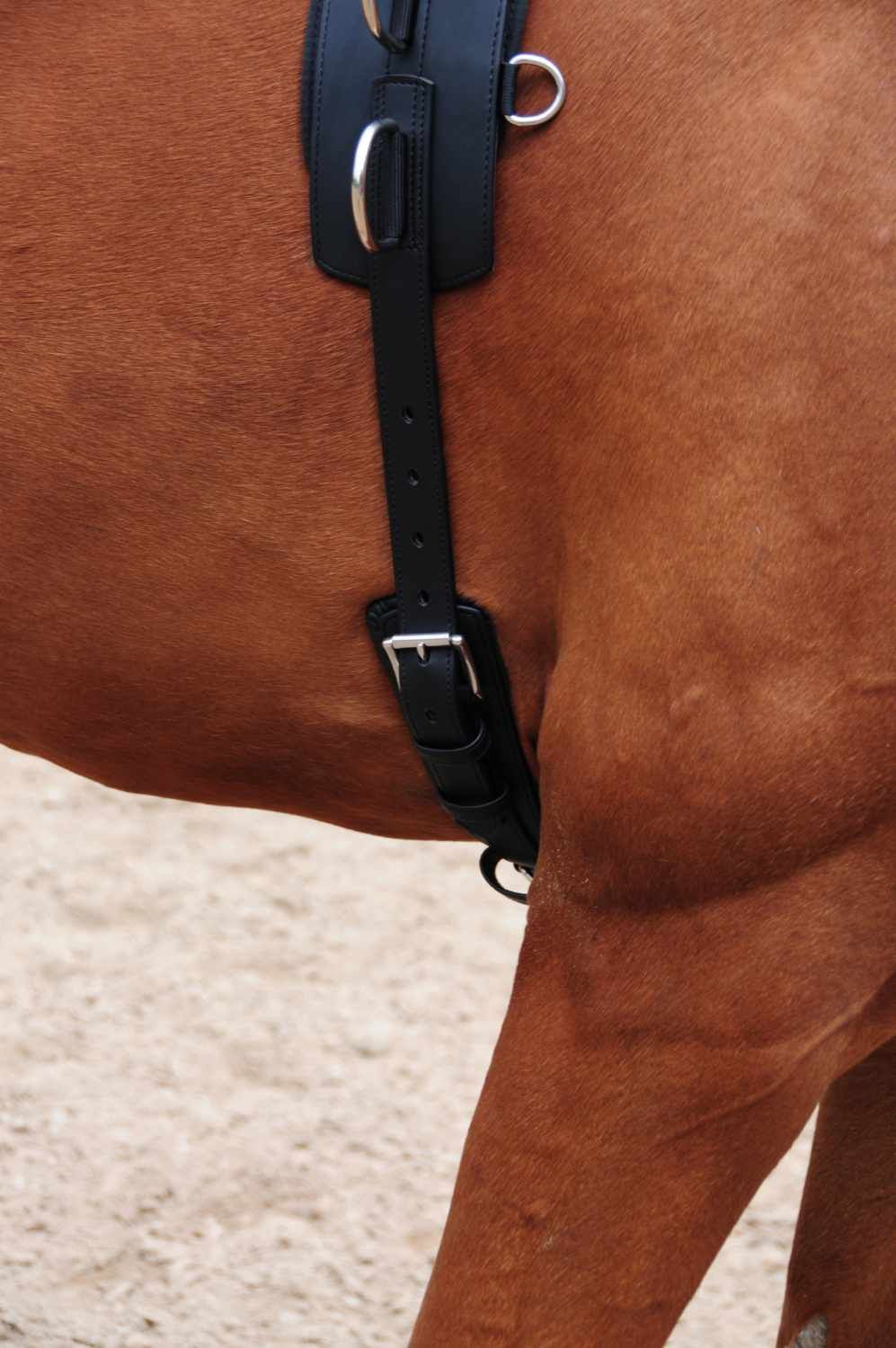 Schwarzer Longiergurt mit Schnalle und Metallring. Auf dem Pferderücken platziert. Nahaufnahme.