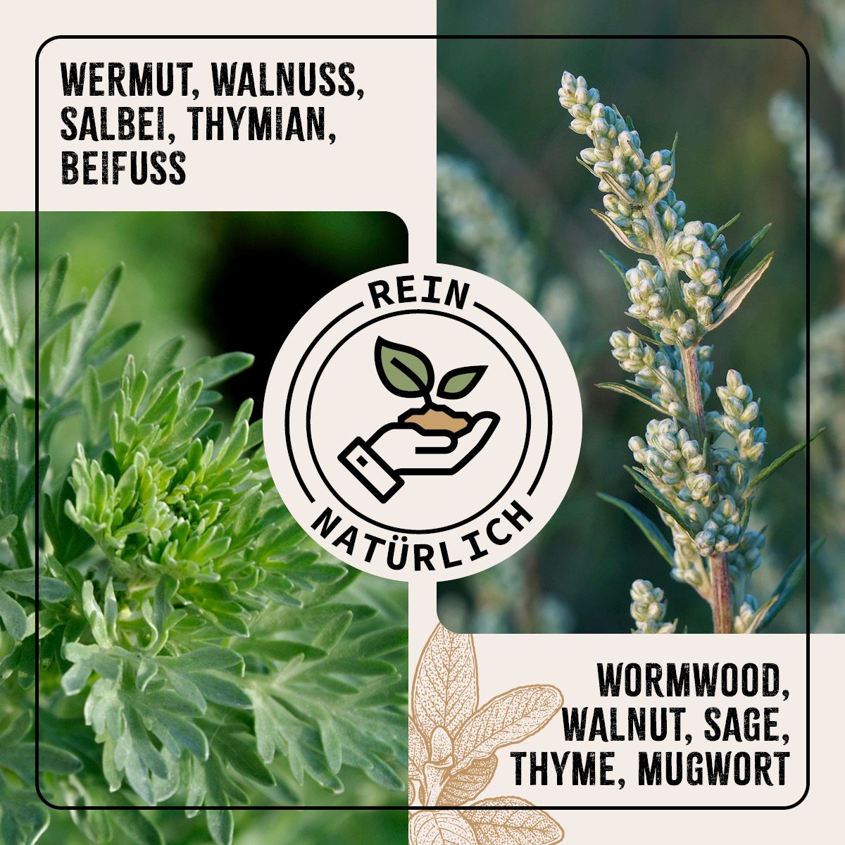 Aufteilung in vier Bereiche. Text: Wermut, Walnuss, Salbei, Thymian, Beifuss. Rein natürlich. Wormwood, Walnut, Sage, Thyme, Mugwort.
