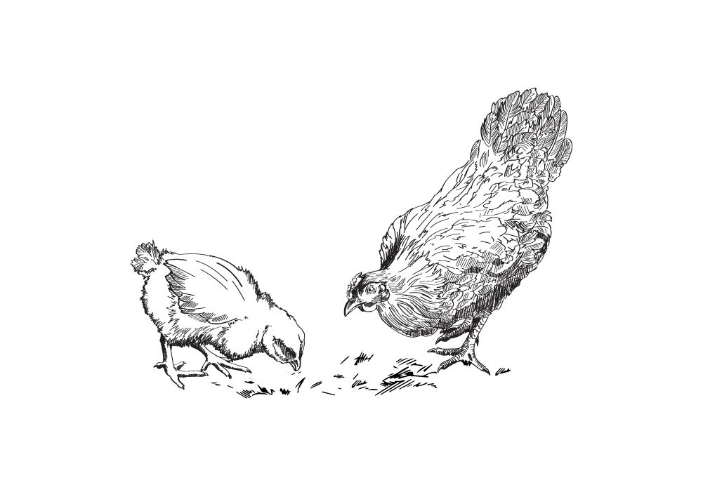 Eine Henne und ein Küken picken nach Körnern auf dem Boden.