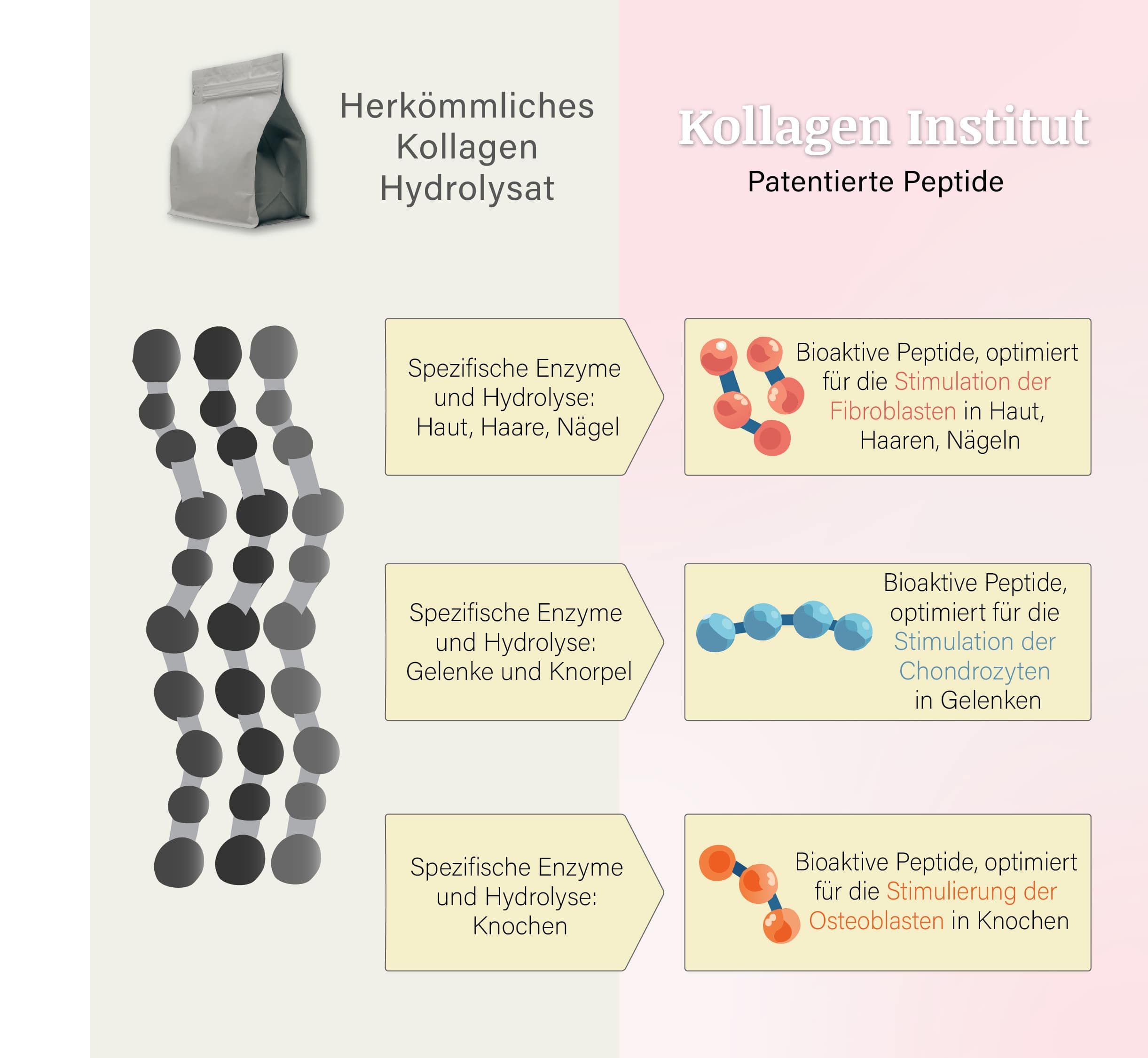 Infografik. Links: Kollagen Hydrolysat. Rechts: Bioaktive Peptide für Haut, Haare, Nägel, Gelenke und Knochen. Spezifische Enzyme.