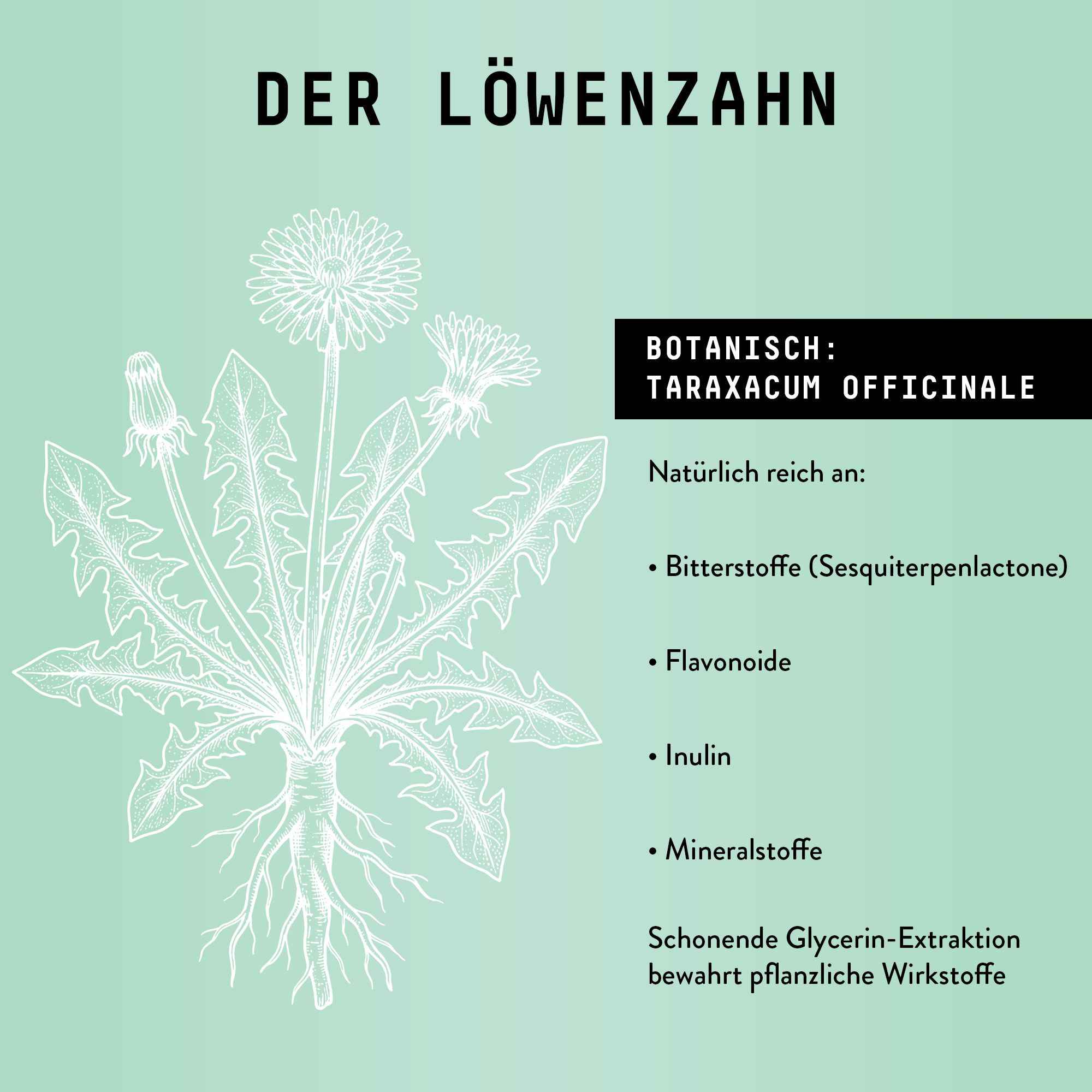 Zeichnung einer Löwenzahnpflanze. Text: Botanisch: Taraxacum officinale. Reich an Bitterstoffen, Flavonoiden, Inulin, Mineralstoffen.