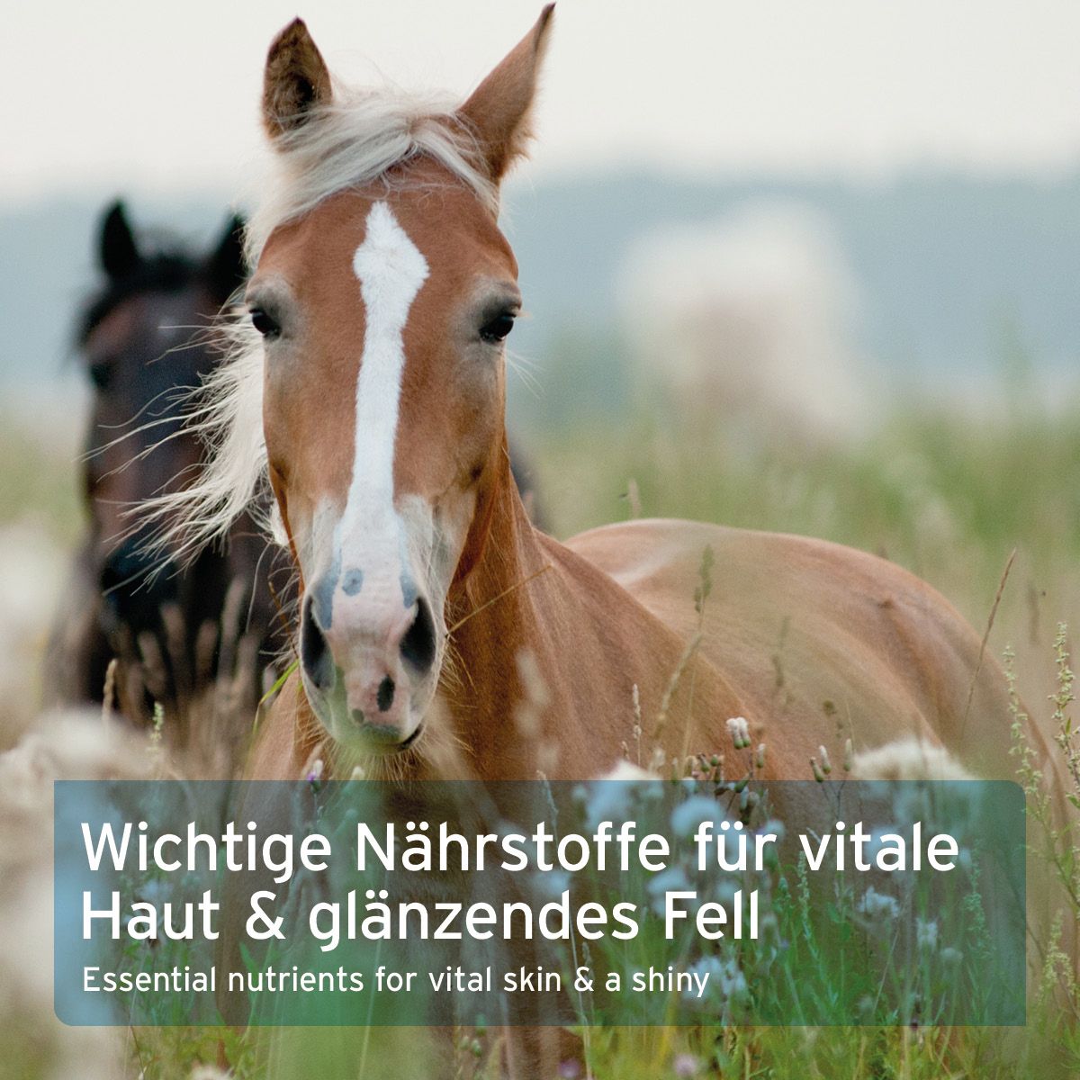 Pferd auf einer Wiese. Text: Wichtige Nährstoffe für vitale Haut & glänzendes Fell.