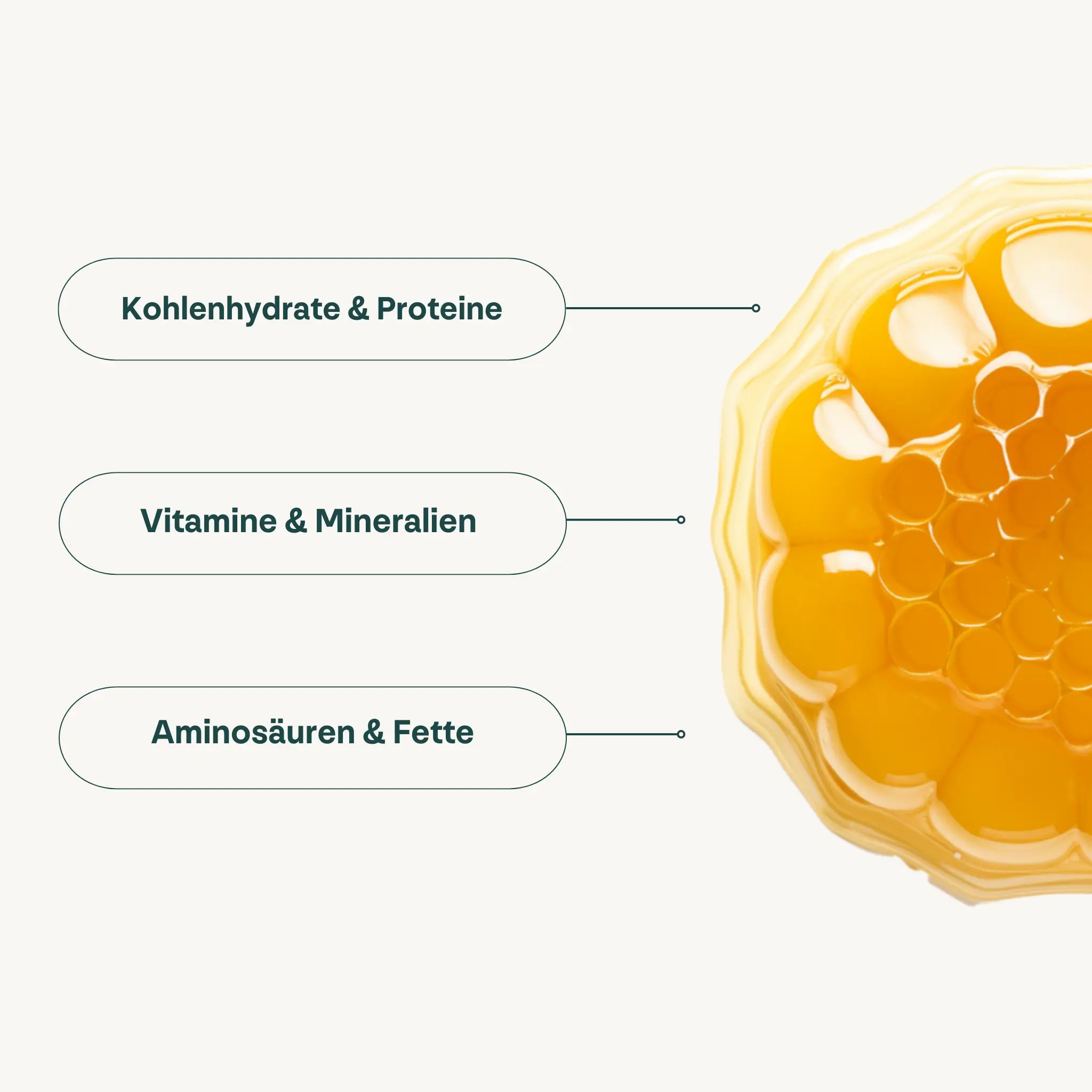 Nahaufnahme von Honig. Text: Kohlenhydrate & Proteine, Vitamine & Mineralien, Aminosäuren & Fette.