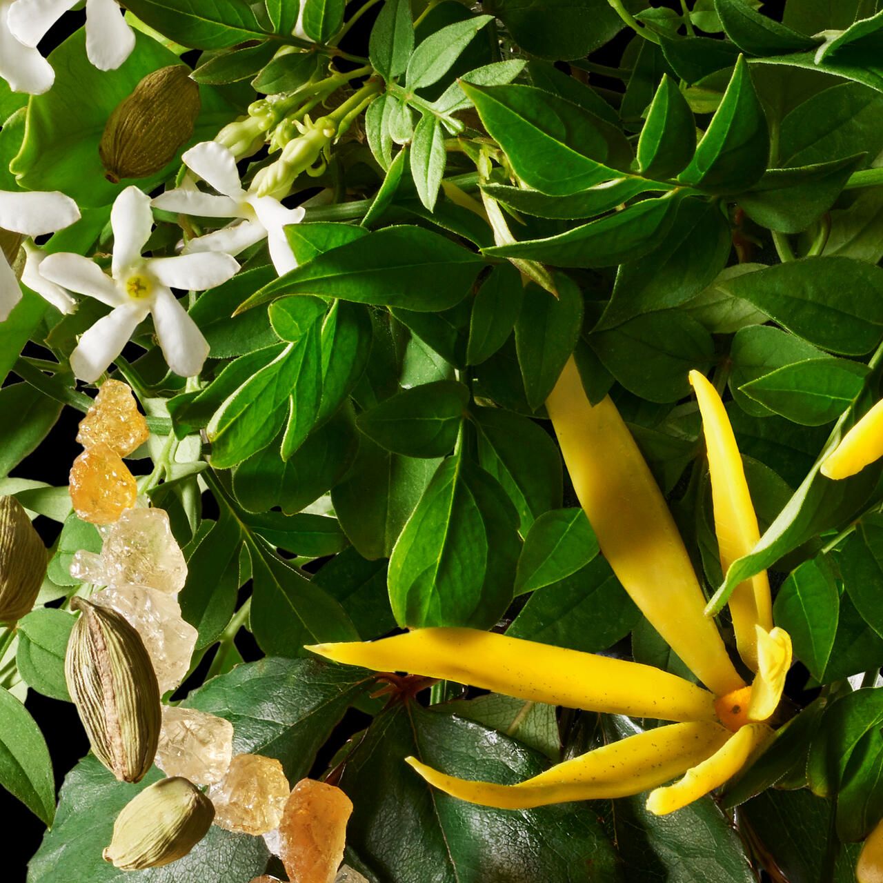 Nahaufnahme von Blättern, Blüten und Gewürzen. Gelbe Blüte, grüne Blätter, Gewürze.