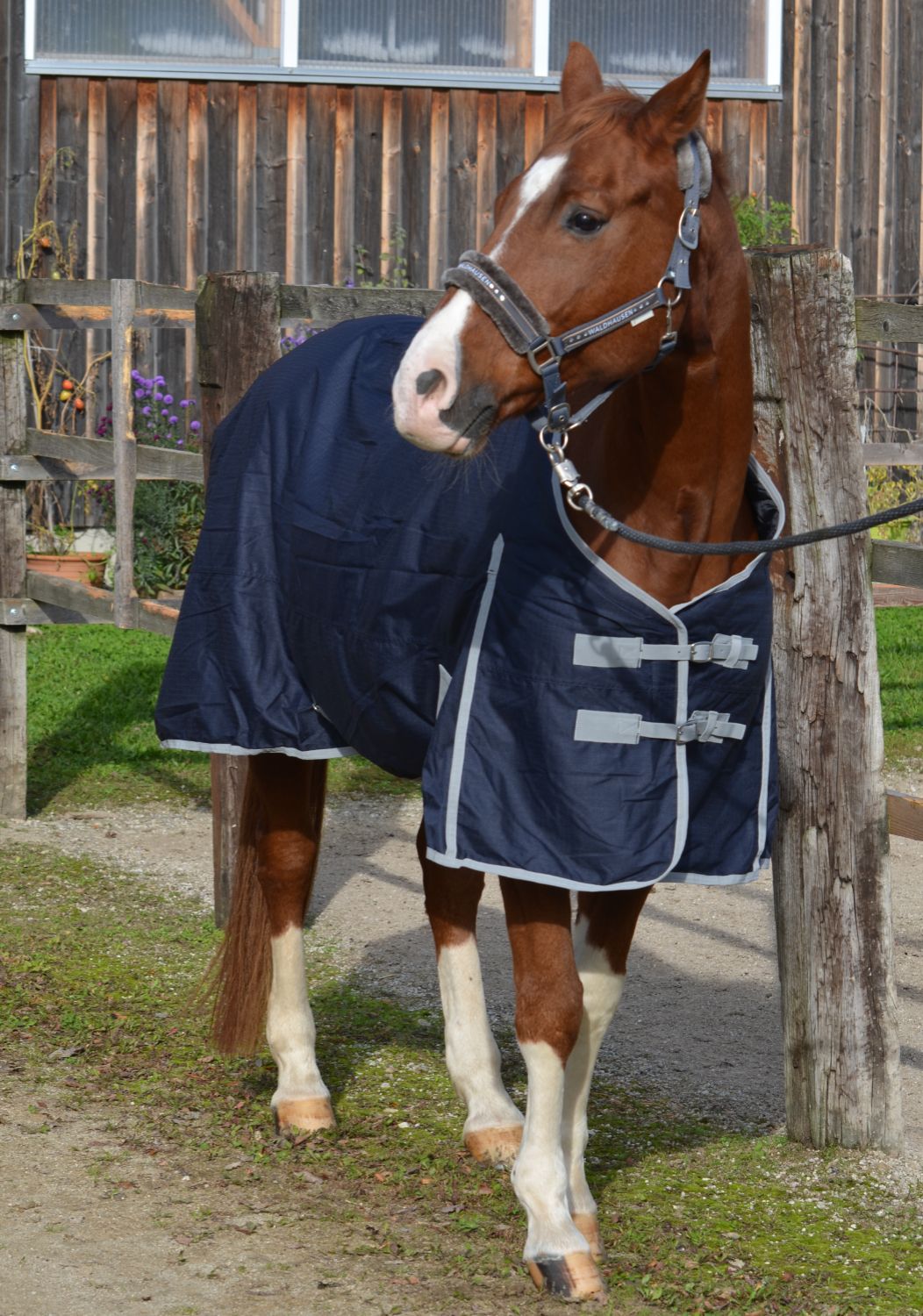 Pferd mit dunkelblauer Decke vor Holzzaun. Decke bedeckt den Rücken und die Seiten des Pferdes. Graue Ränder.