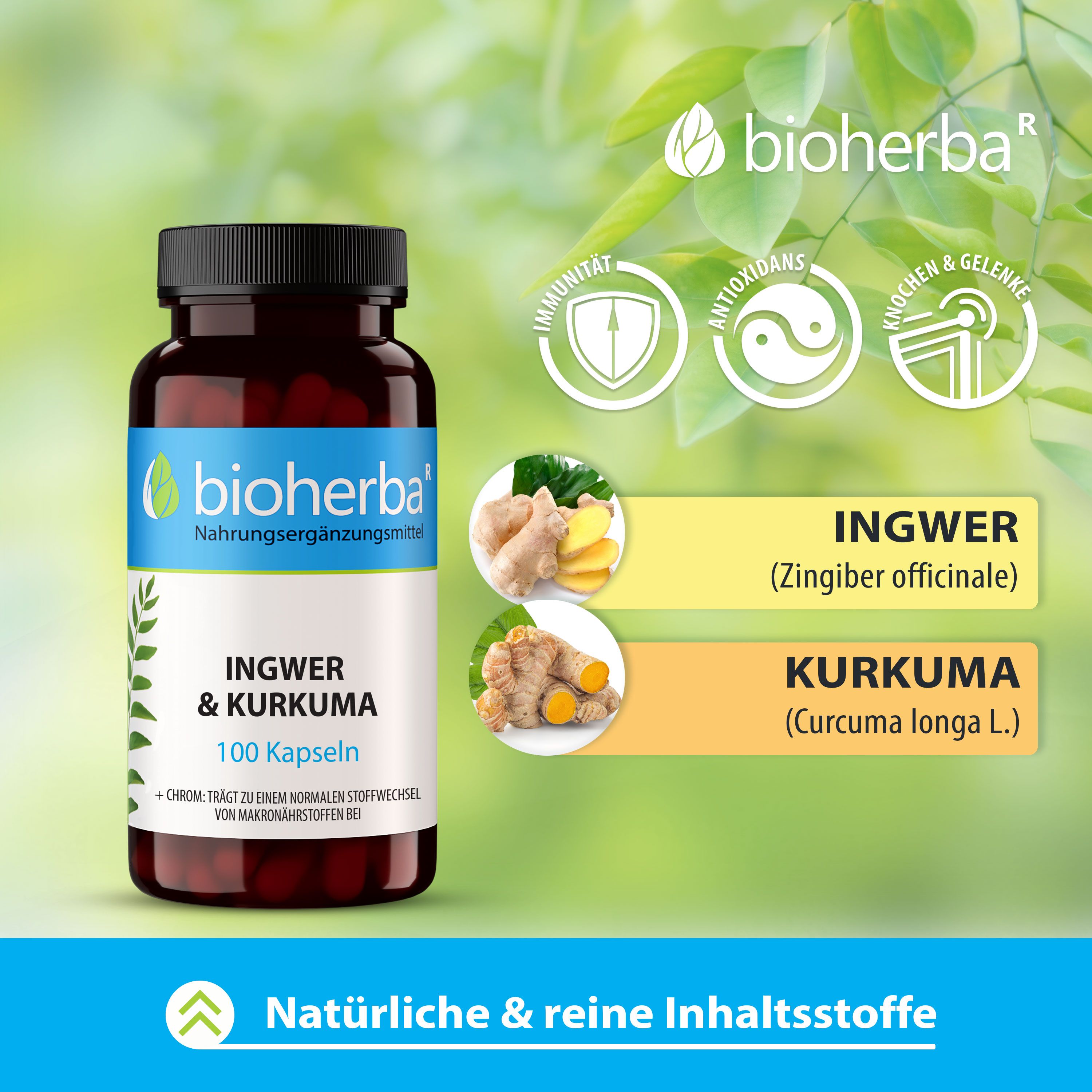 Braune Flasche mit schwarzen Deckel. Aufschrift: Ingwer & Kurkuma, 100 Kapseln. Marke: bioherba. Ingwer und Kurkuma-Zutaten.