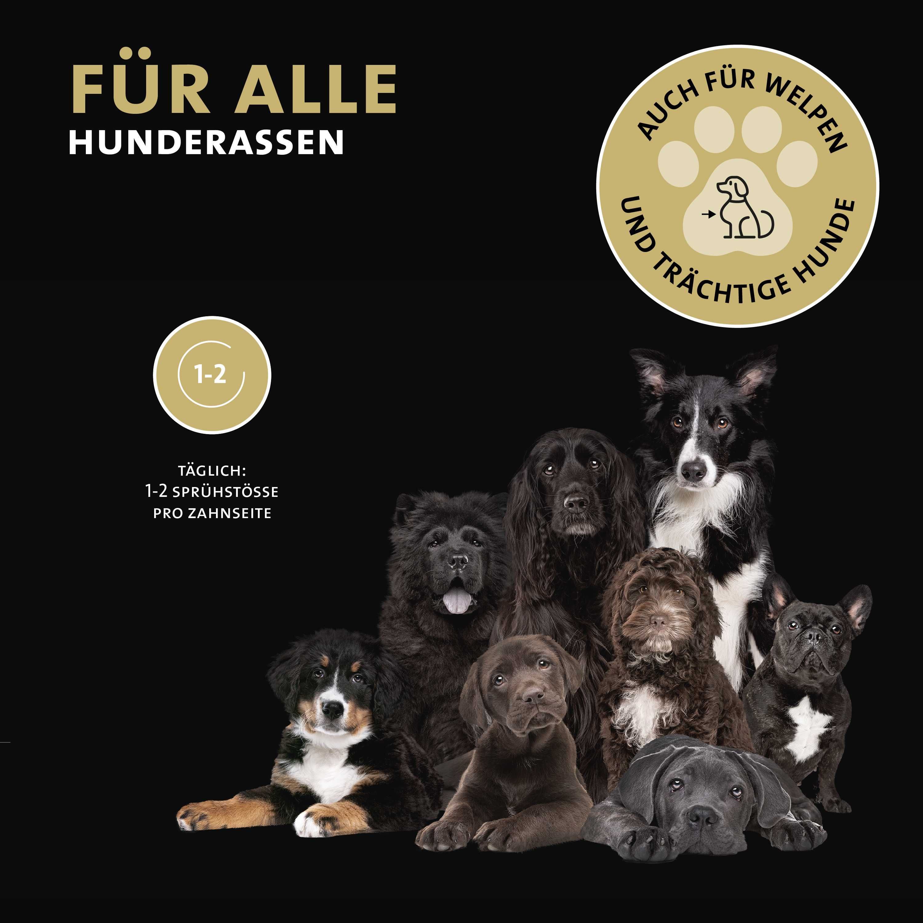 Gruppe von Hunden verschiedener Rassen, Peticare Logo und "Für alle Hunderassen" oben links.