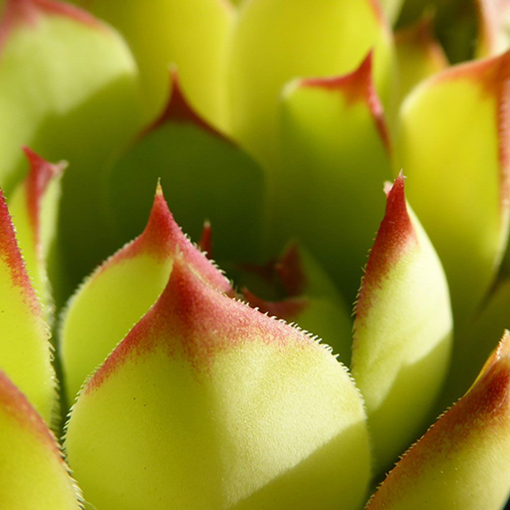 Nahaufnahme einer grünen Pflanze mit roten Spitzen. Blätter in verschiedenen Grüntönen.
