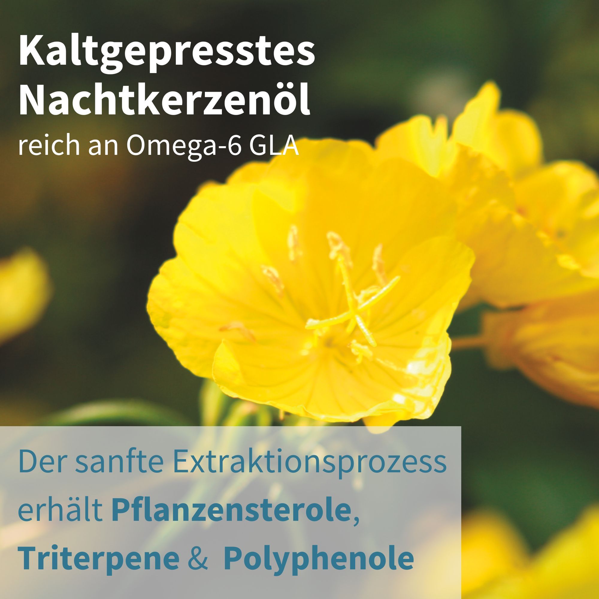 Kaltgepresstes Nachtkerzenöl, reich an Omega-6 GLA, sanfter Extraktionsprozess.