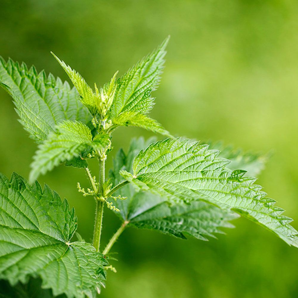 Nahaufnahme von grünen Brennnesselblättern. Blätter mit gezackten Rändern und feinen Härchen. Grüner Hintergrund.
