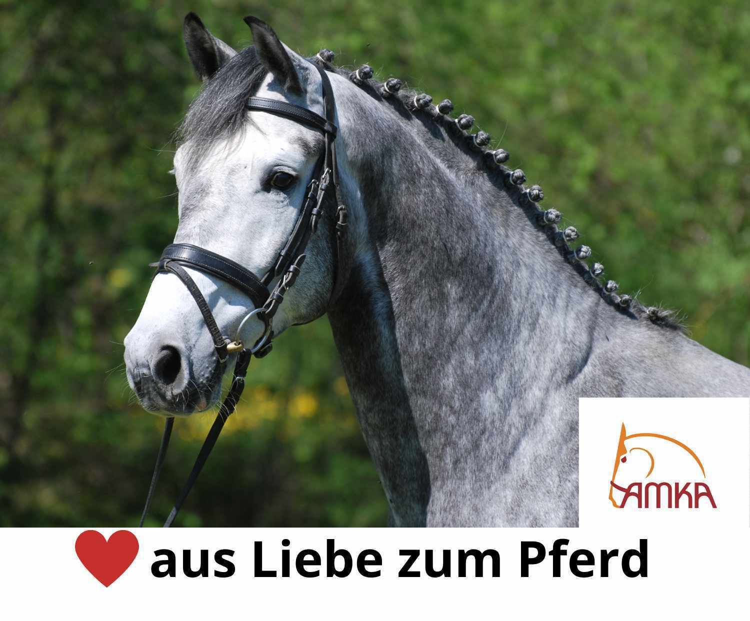Graues Pferd mit Trense. AMKA-Logo. Text: aus Liebe zum Pferd.
