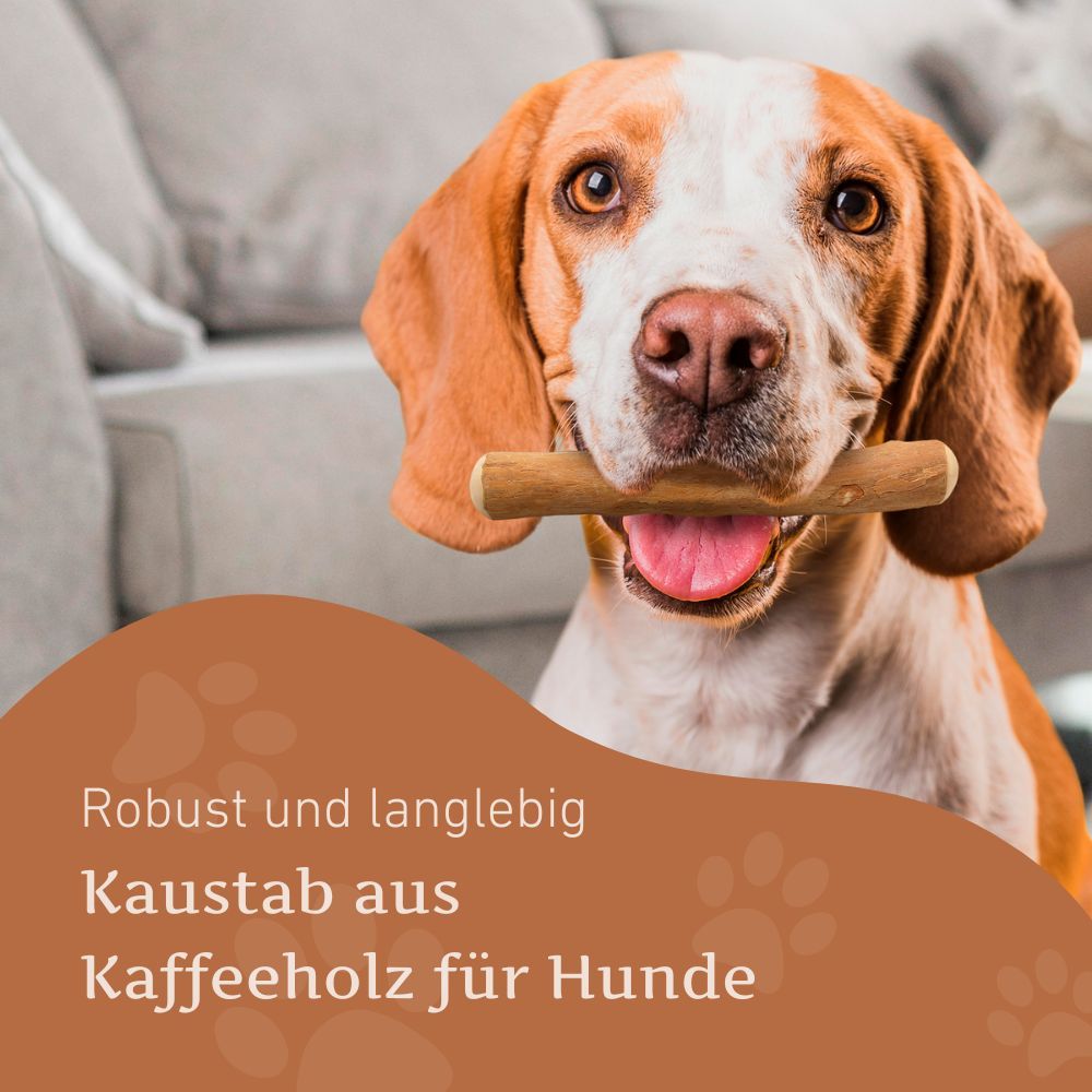 Hund mit Kaustab im Maul. Text: Kaustab aus Kaffeeholz für Hunde. Hintergrund: Sofa.