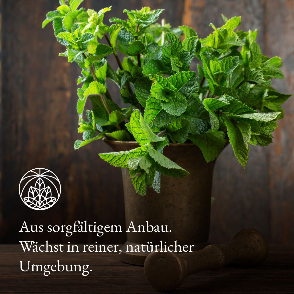 Monte Nativo Pfefferminze Kräutertee lose